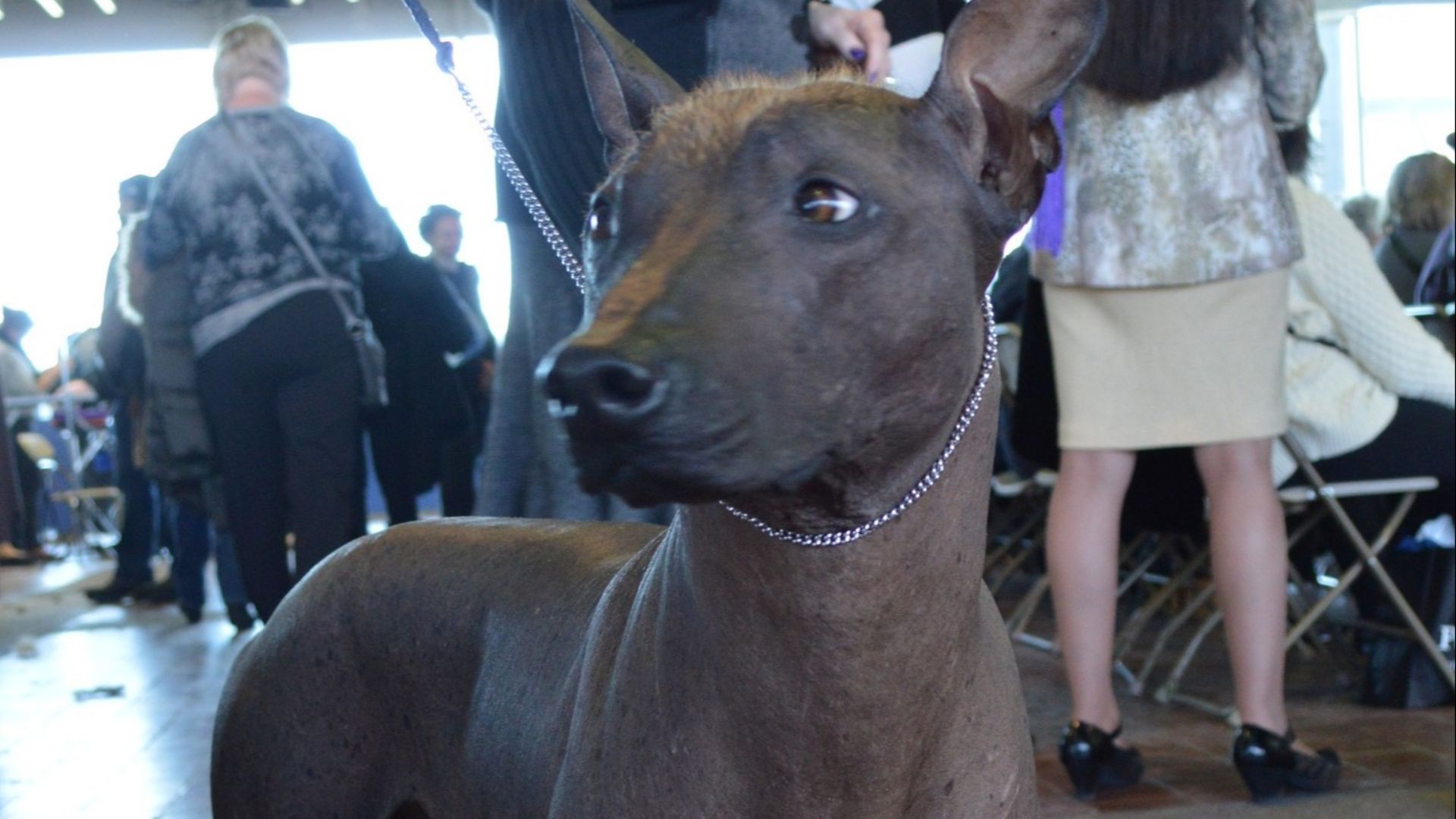 File:Xoloitzcuintli - GCH Bayshore Georgio Armani 09 (16397731930).jpg