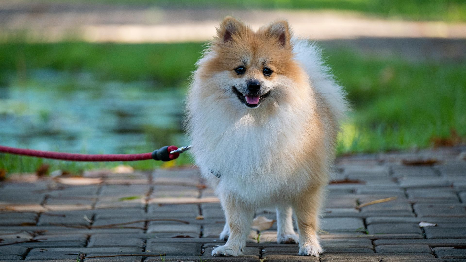 Tiểu Bảo Trương