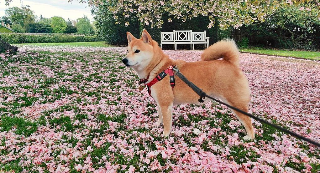 The image shows a dog, specifically a Shiba Inu, standing in an outdoor area