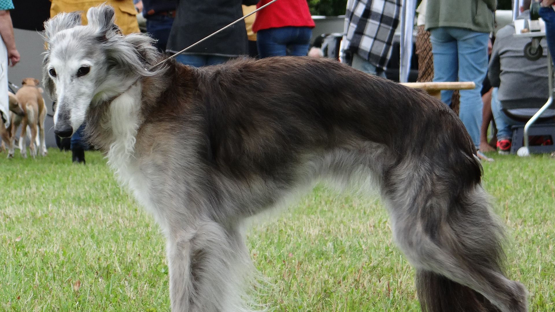 File:Bon Zoi`z Summer Sparkle.jpg