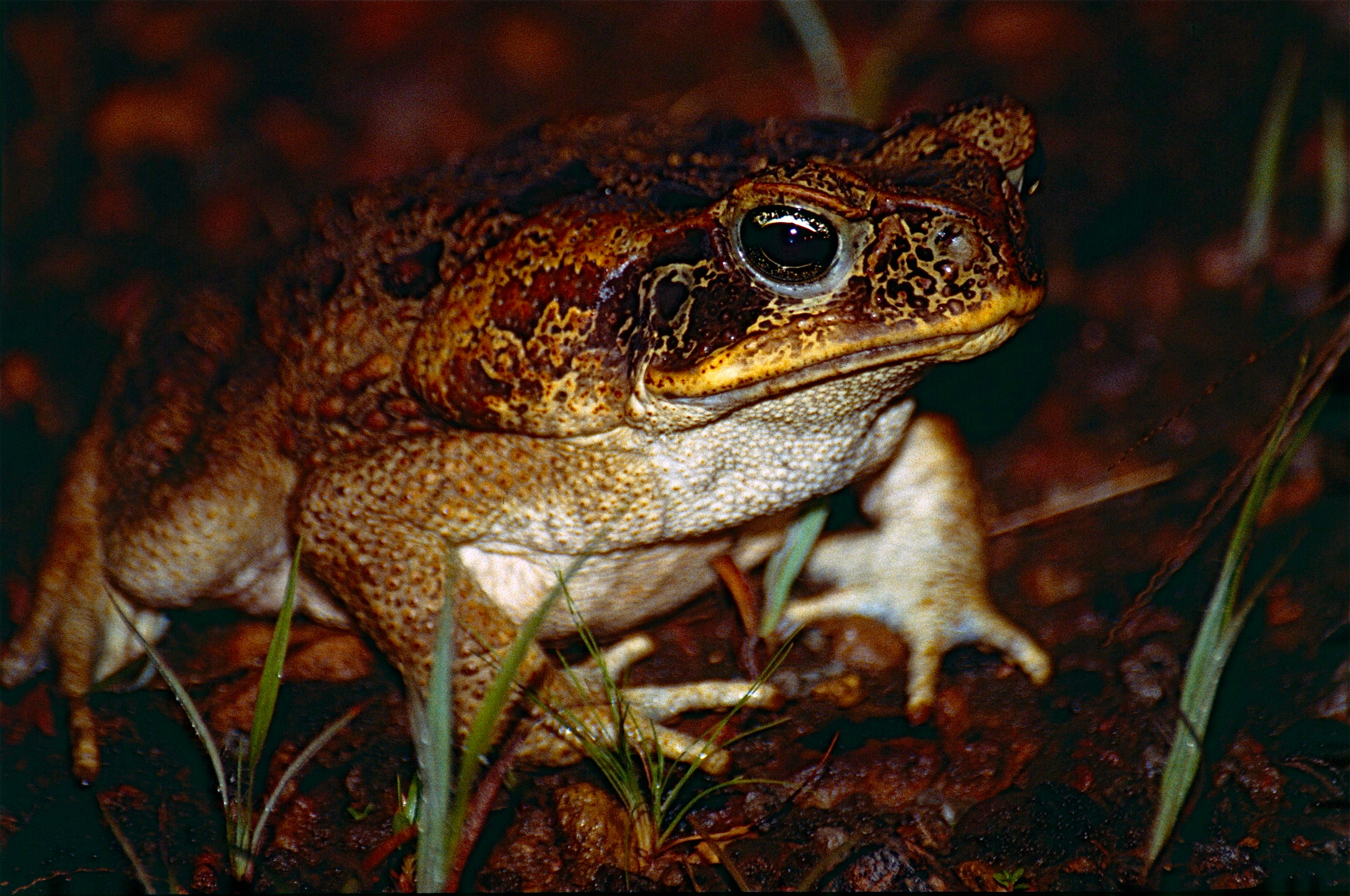 File:Cane Toad (Rhinella marina) (10606783786).jpg