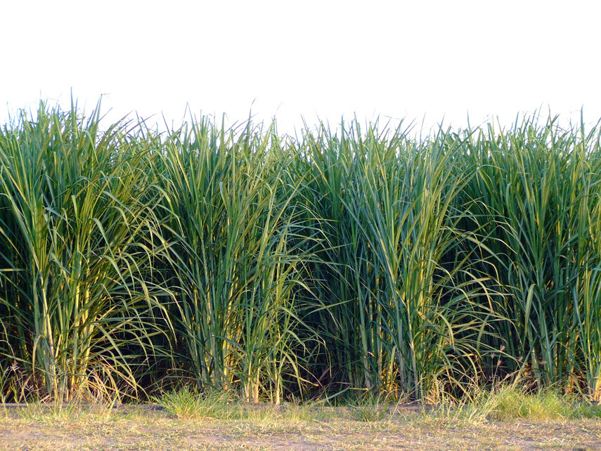 File:Sugar Cane rows.jpg