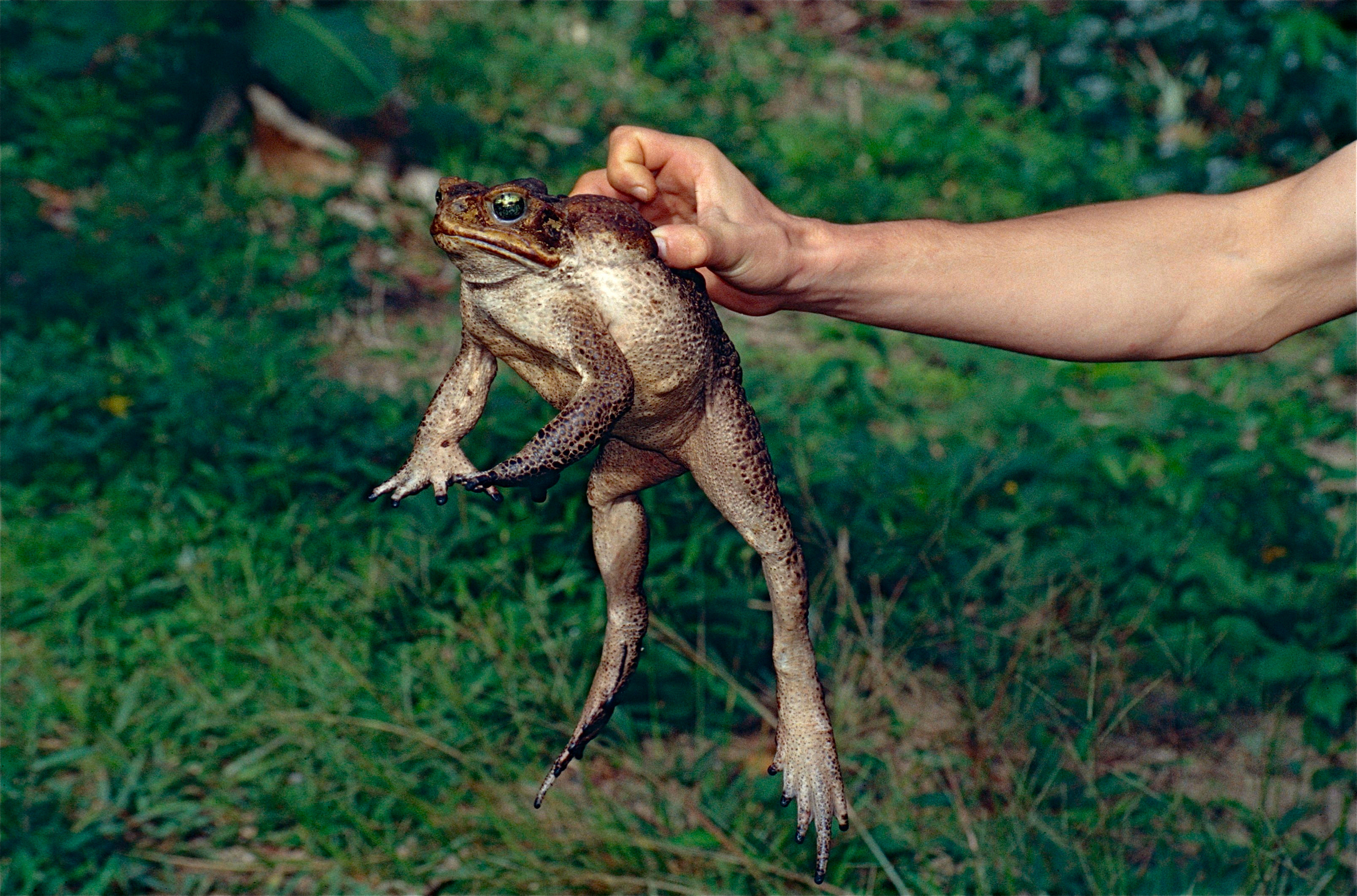 File:Cane Toad (Rhinella marina) adult female (10385875716).jpg