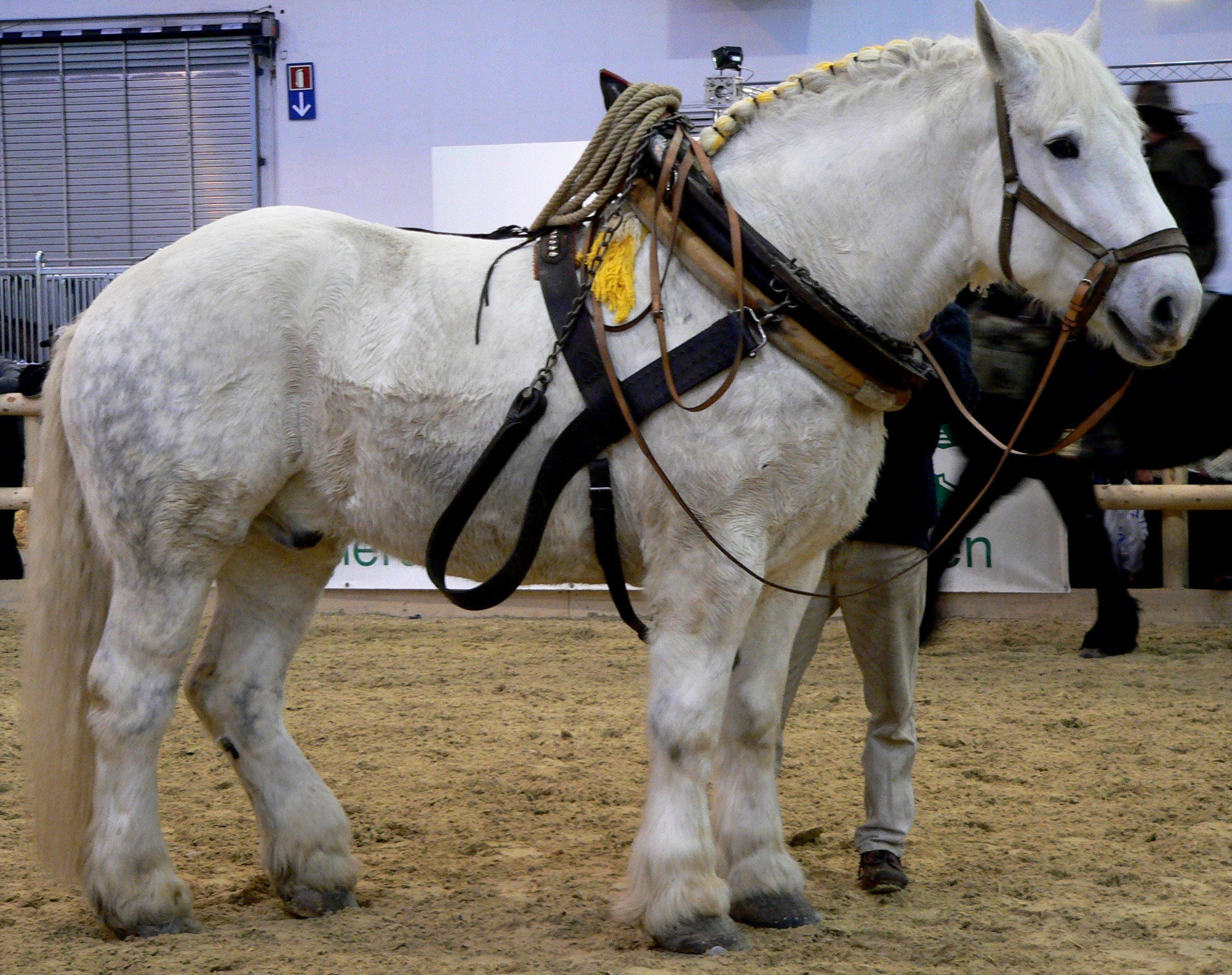 File:Percheron 3 stehend rechts.jpg