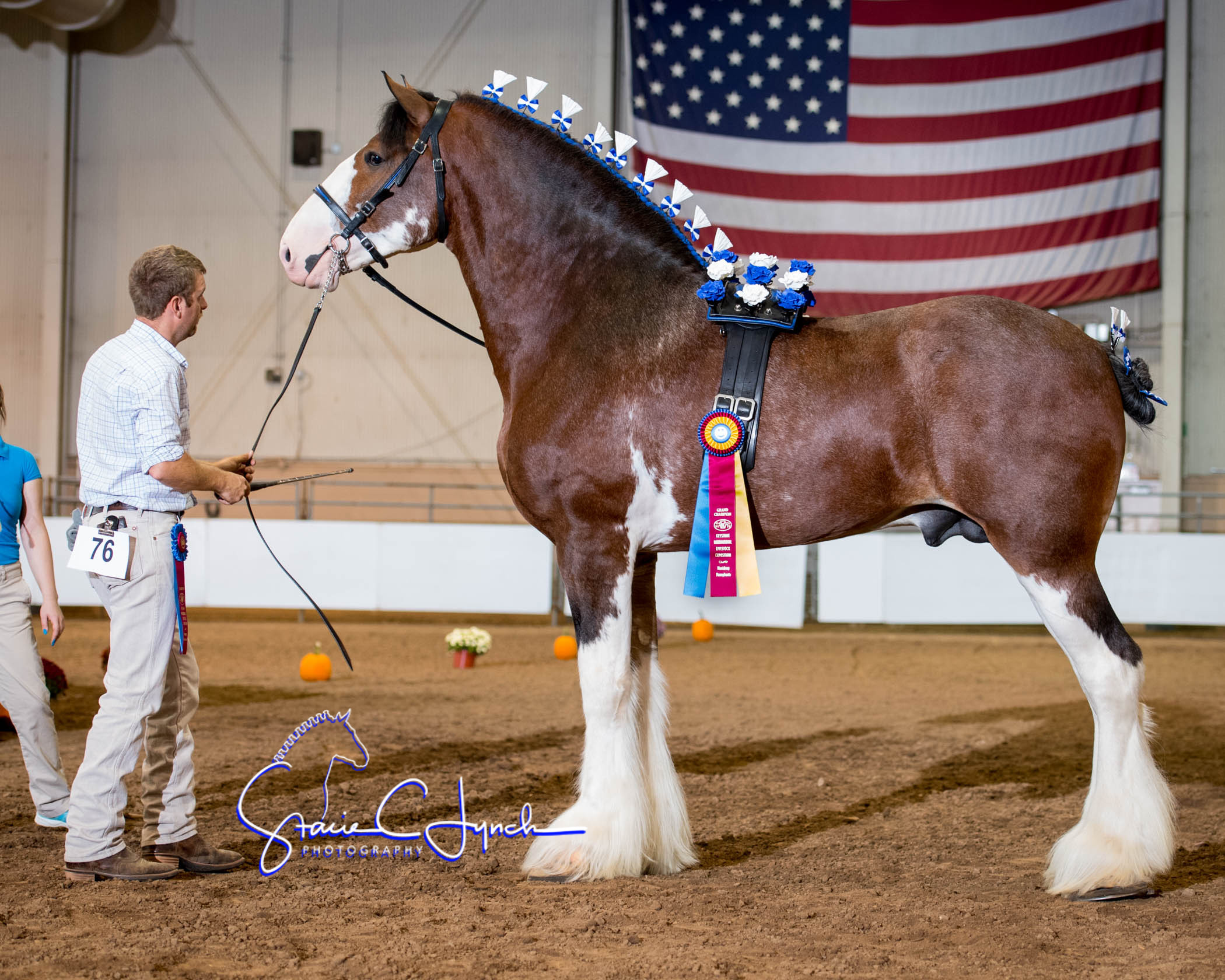 File:Best Clydesdale (37510533156).jpg