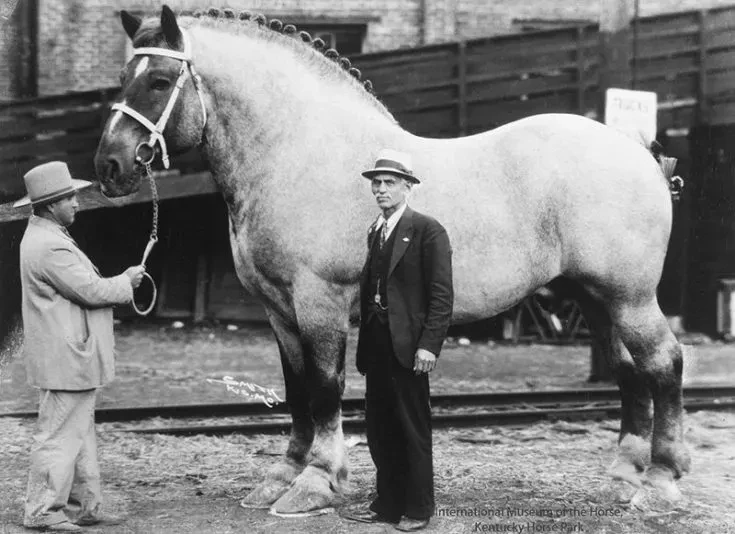 File:Brooklyn-Supreme (horse) portrait.webp