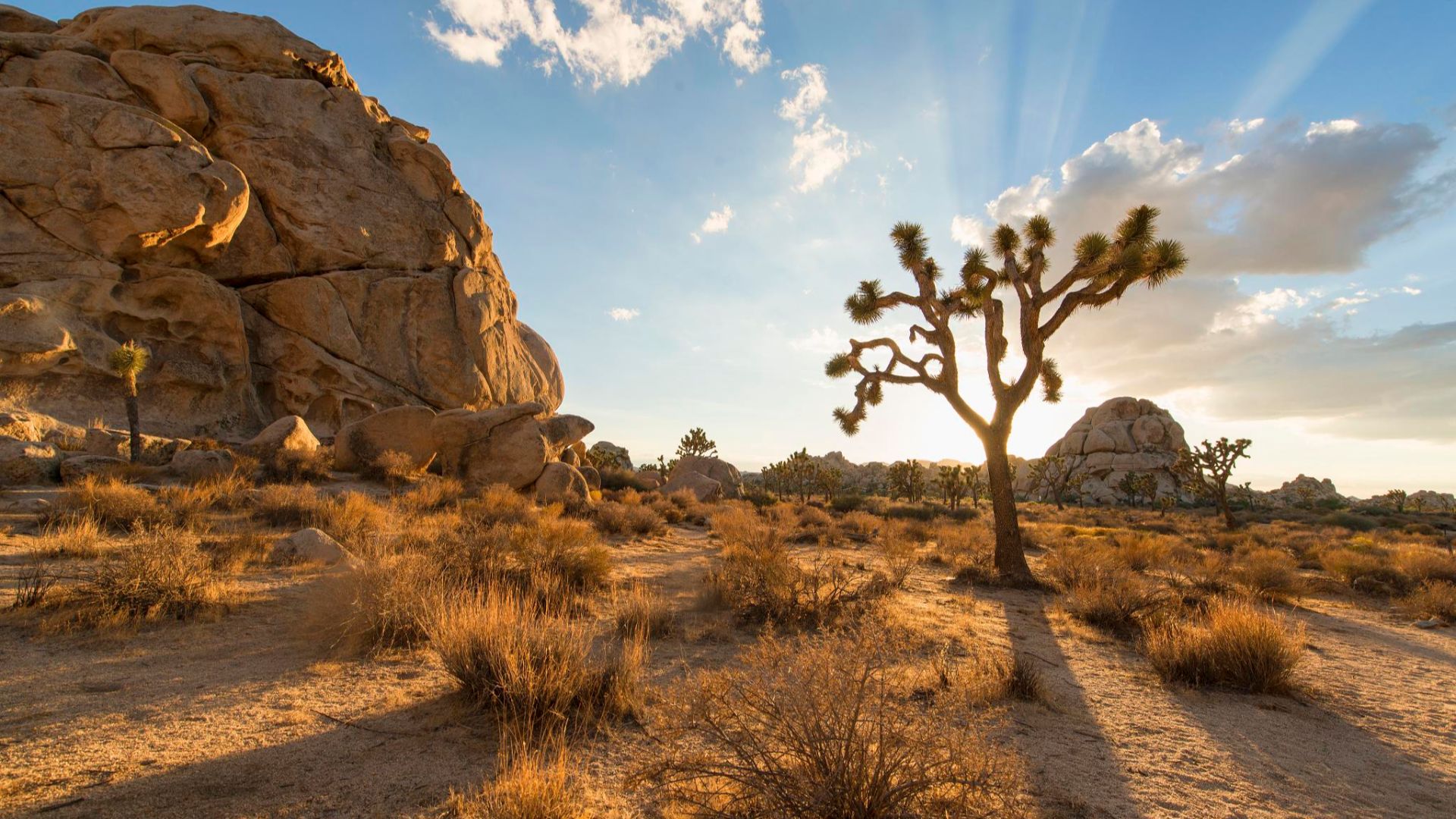 File:JOSHUA TREE NATIONAL PARK (15112433079).jpg