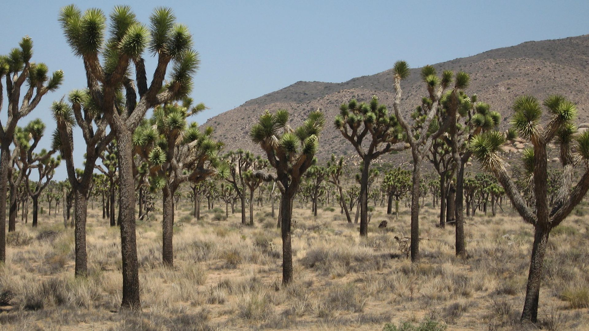 File:Joshua tree (Yucca brevifolia) woodland; Cap Rock area.jpg
