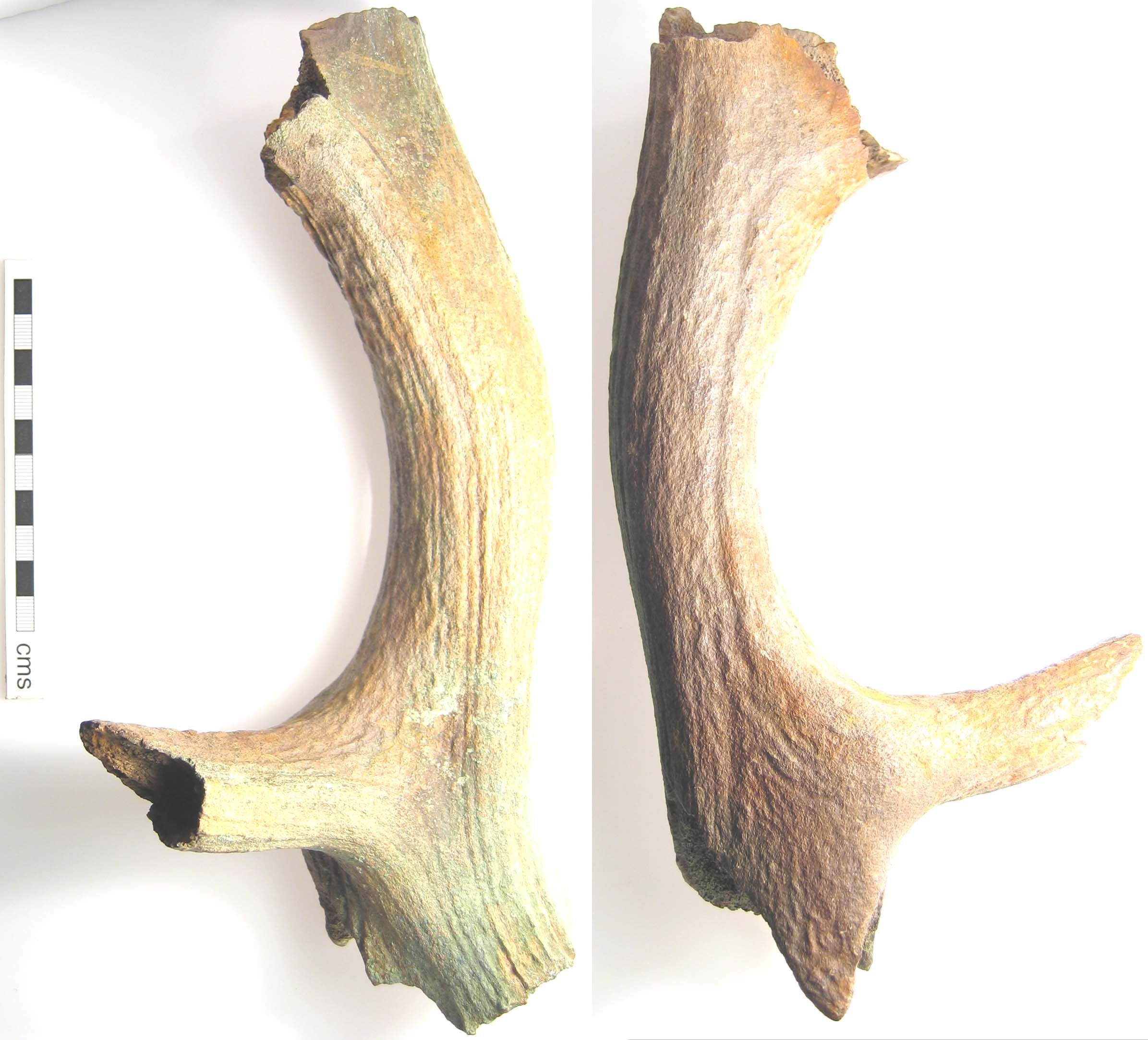 File:Prehistoric antler (FindID 109663).jpg