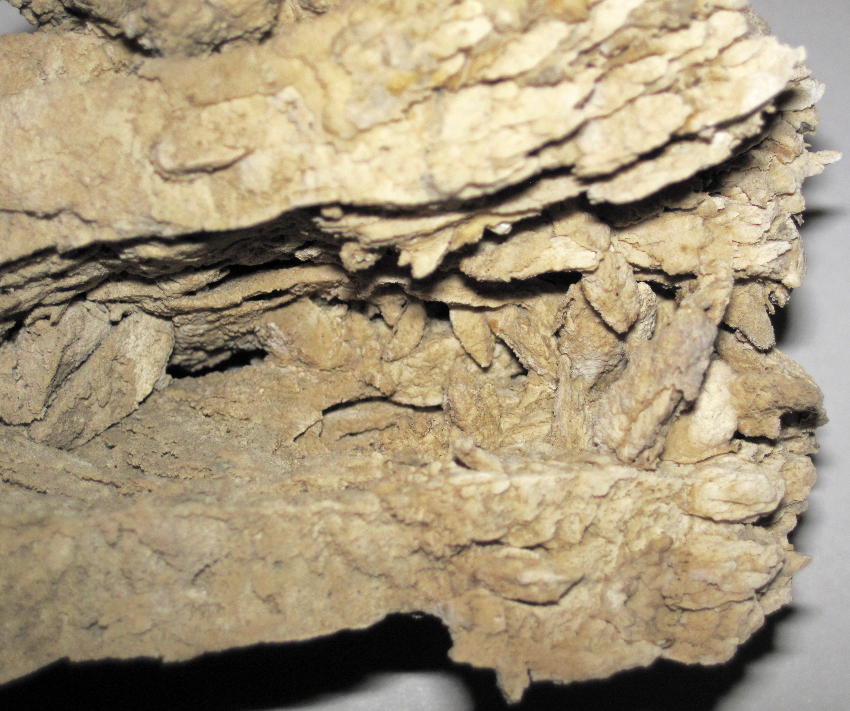 File:Thinolite tufa (Quaternary; Pyramid Lake or Winnemucca Lake, north of Nixon, Nevada, USA) 4.jpg