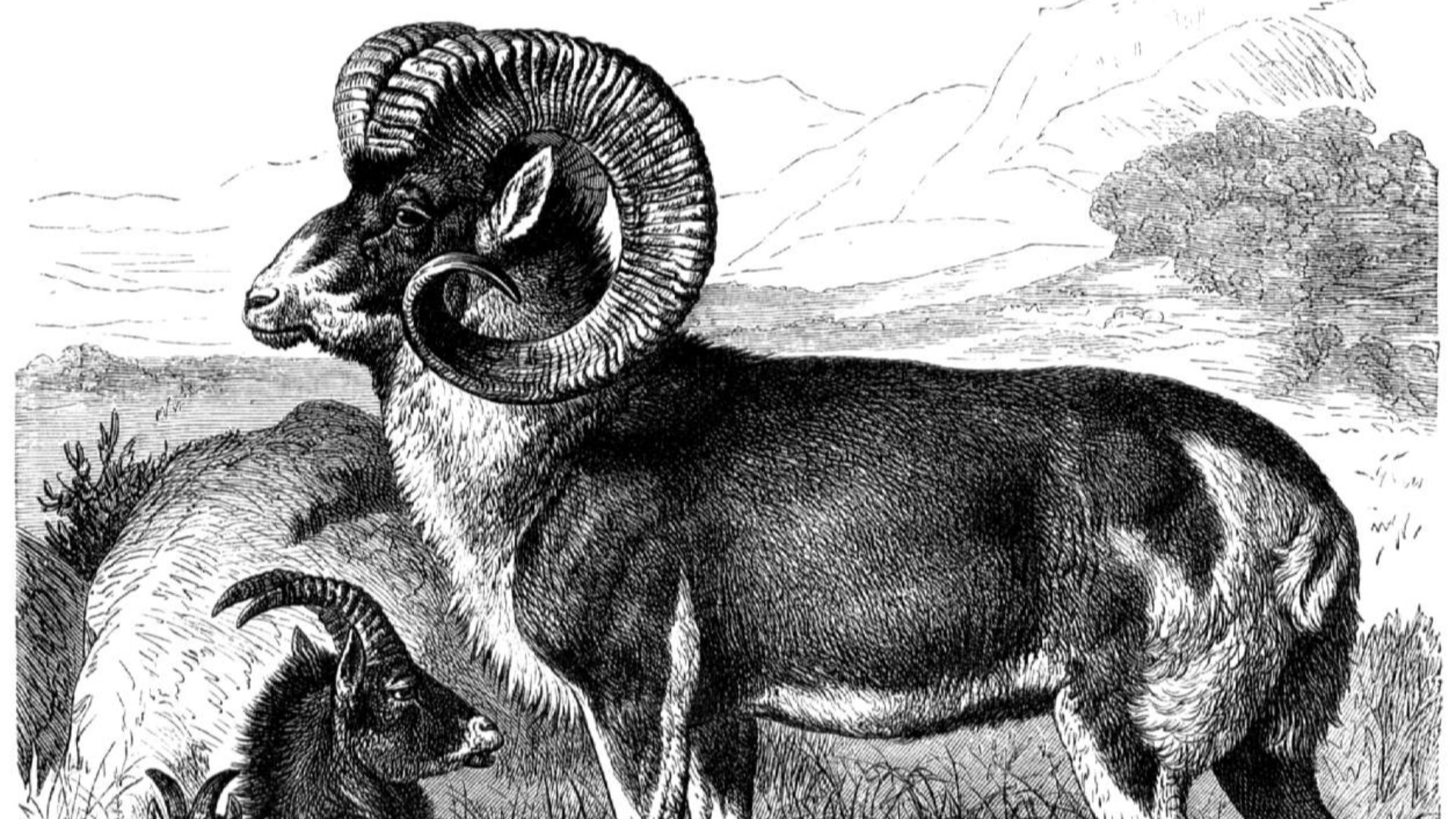 File:Marco polo sheep line drawing.jpg