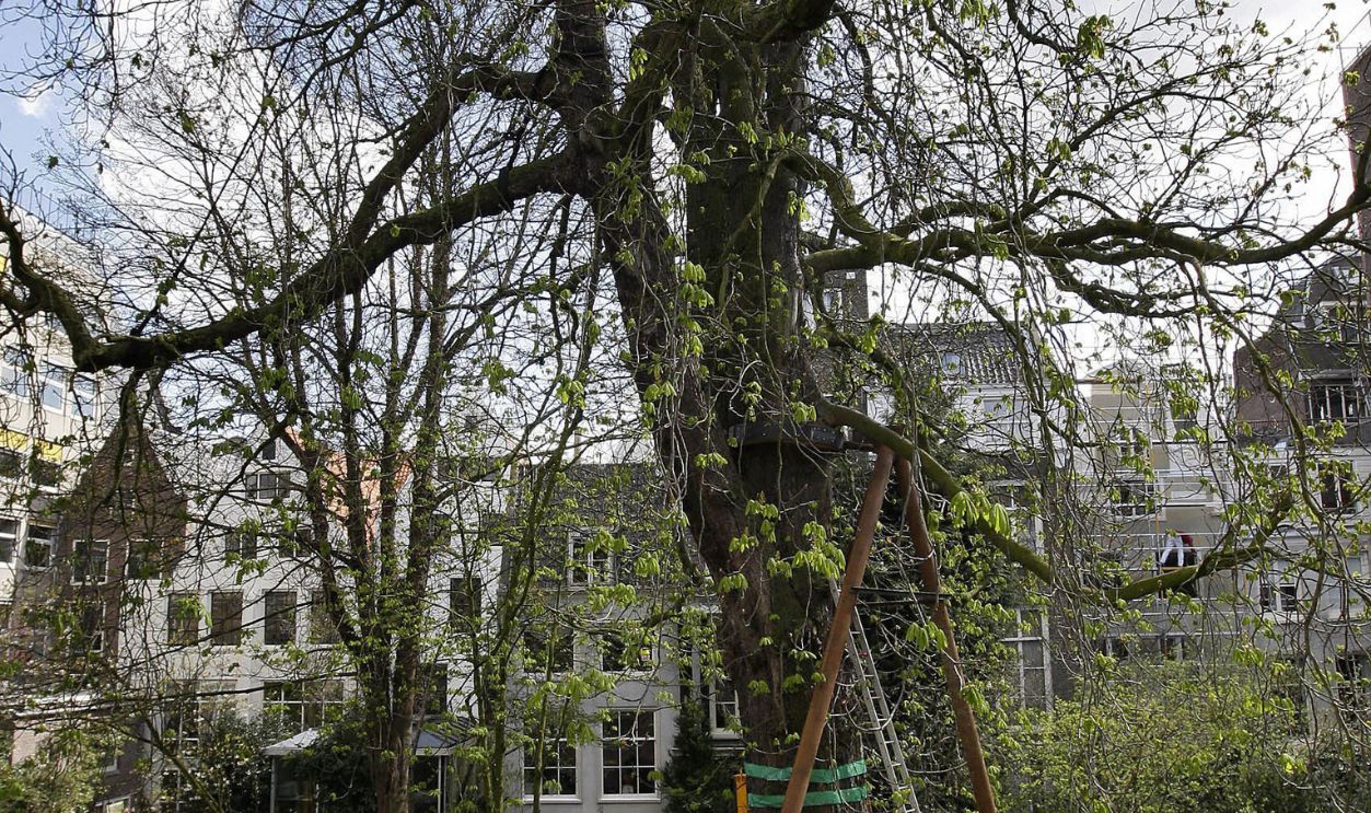 Photo shows the construction for the Anne Frank tree in Amsterdam on April 16, 2008. Work on a steel beam construction to save a diseased chestnut tree that Anne Frank mentioned in her diary as she hid in Nazi-occupied Amsterdam was recently finished.