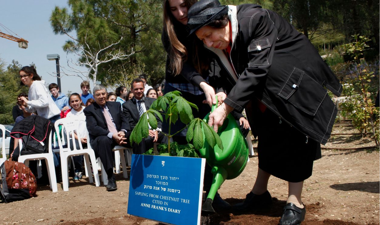 Hanna Pick (R), a Holocaust survivor and a friend of Anne Frank, and her granddaughter Tamar Meir (L) water a sapling from the chestnut tree, that Anne Frank wrote about in her diary, next to the Children's Memorial at the Yad Vashem Holocaust Memorial in Jerusalem on March 26, 2012, commemorating the six million Jews killed by the Nazis during WWII. The Anne Frank House donated the sapling to Yad Vashem when the tree became sick and collapsed during a storm in 2010.