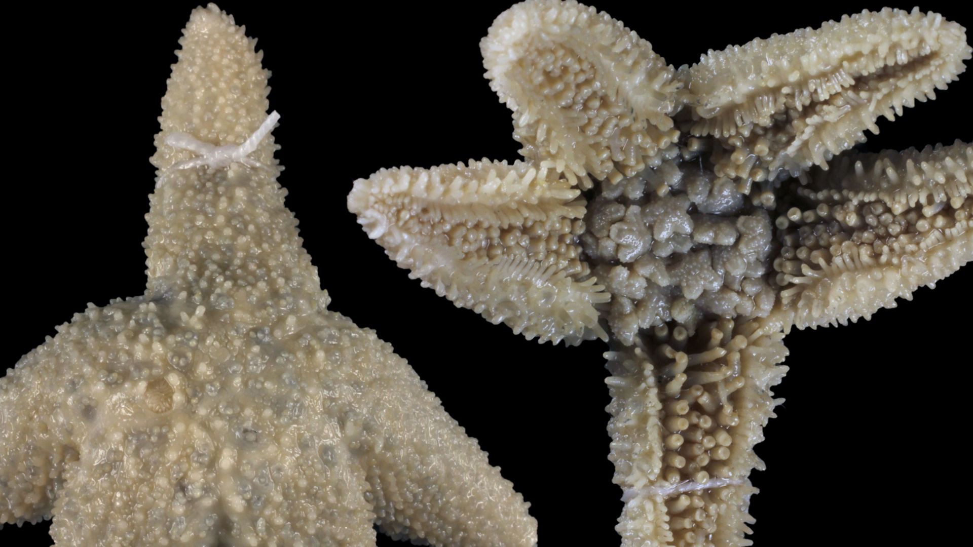 File:Anasterias antarctica (MNHN-IE-2014-603) 01.jpg