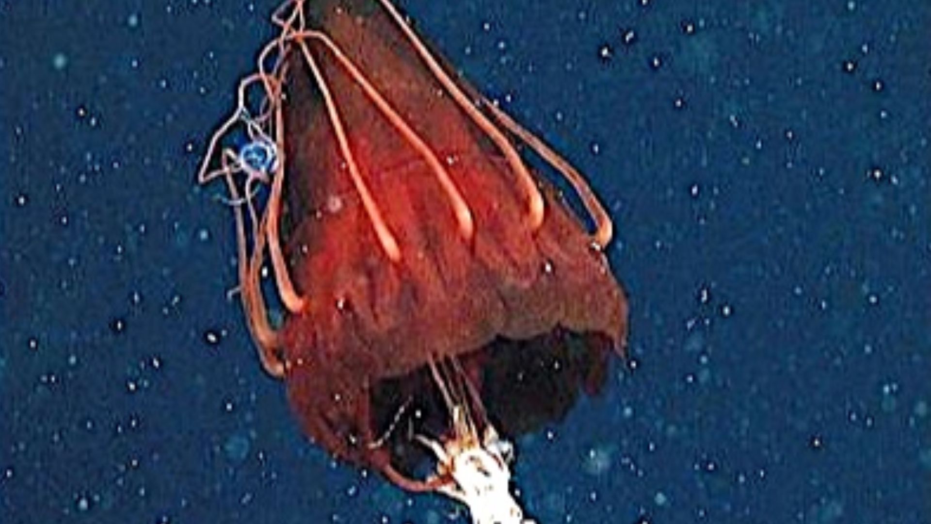 File:Helmet jellyfish feeding on gonatid squid.jpg