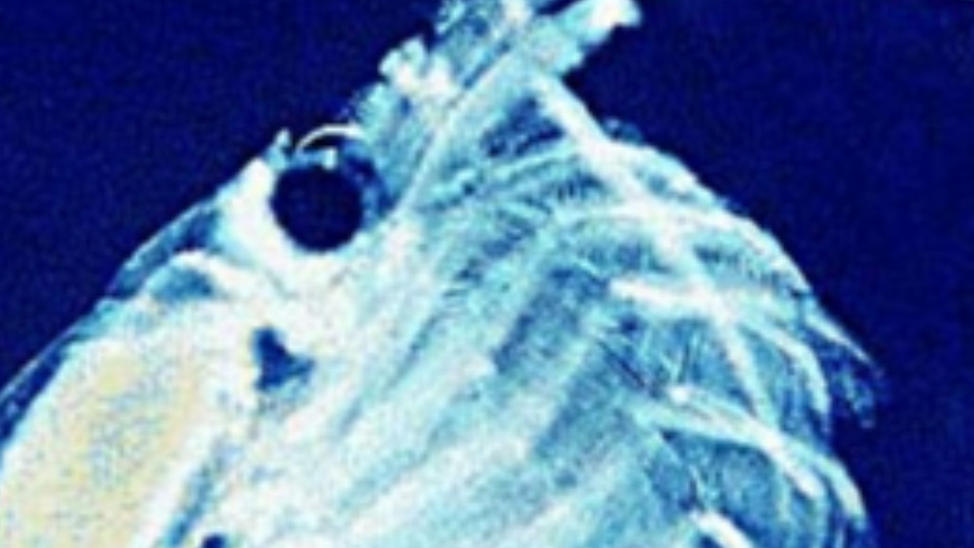 File:Krill filter feeding.jpg