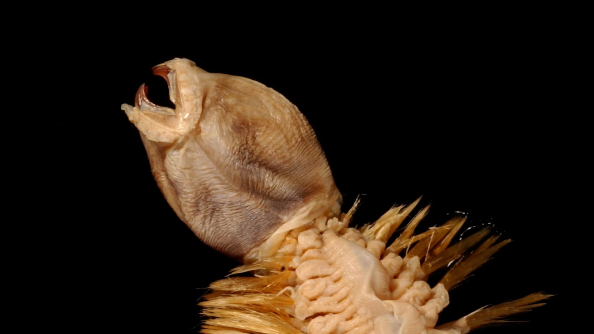 File:Eulagisca gigantea.jpg