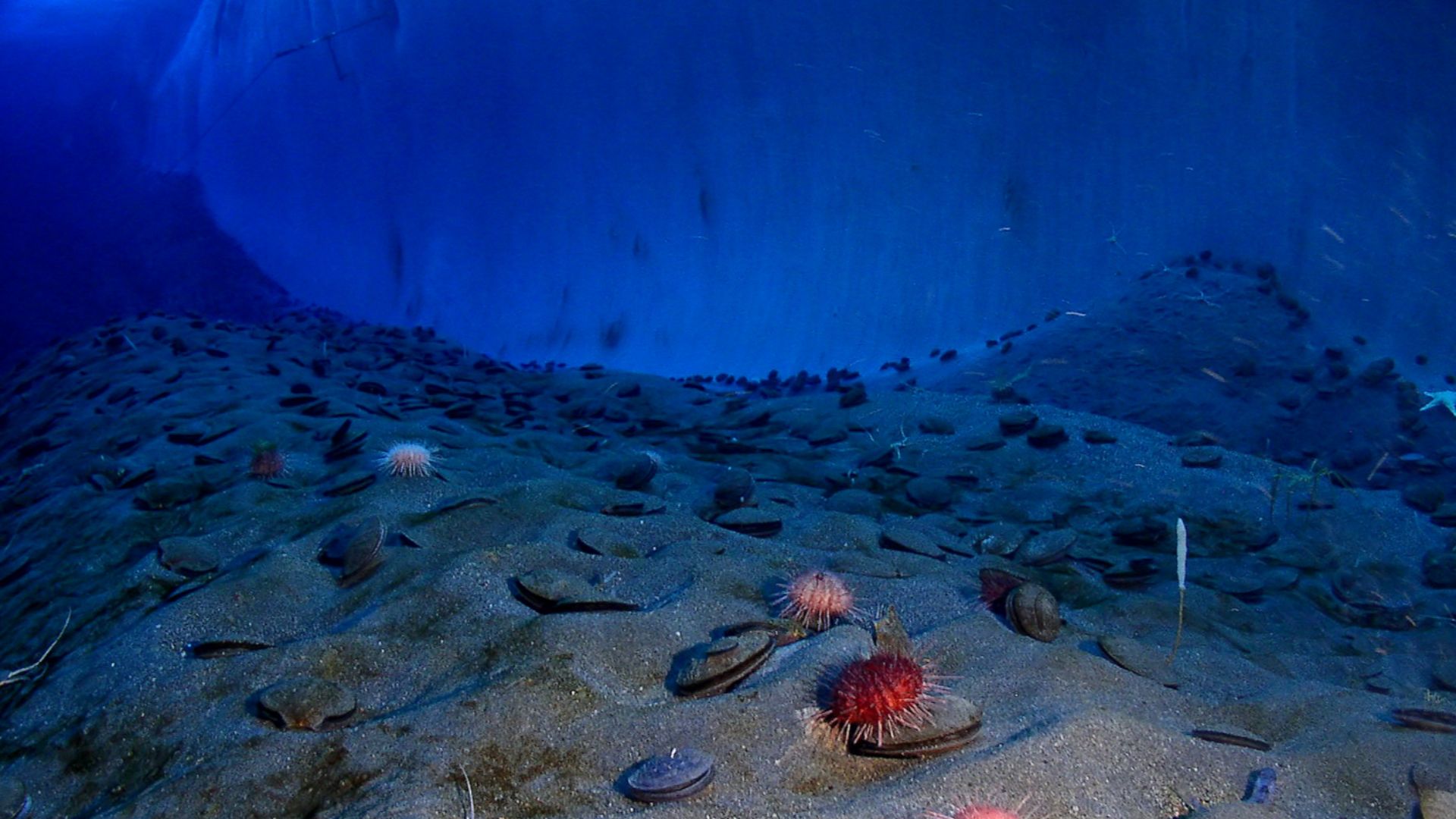 File:Underwater mcmurdo sound.jpg