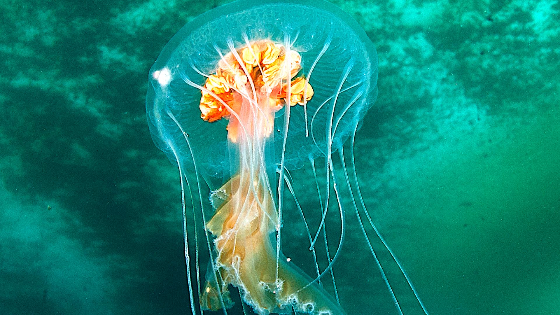 File:Ice planet and antarctic jellyfish (crop).jpg