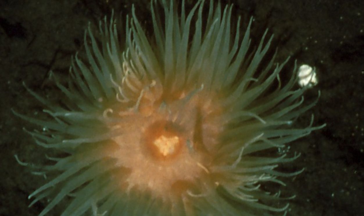 Species Included Sponges, Anemones, And Corals