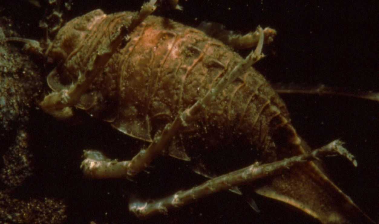 New Specimens Include Crustaceans, Worms, And Sea Snails