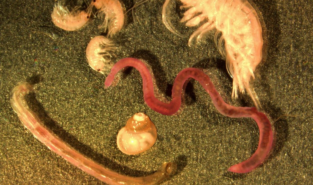 Laboratory Analysis Is Ongoing To Confirm New Species