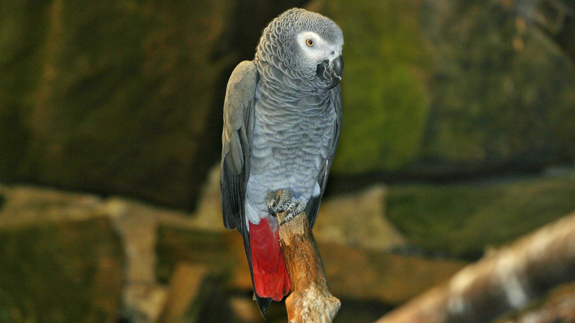 File:Psittacus erithacus erithacus -captive-8a.jpg