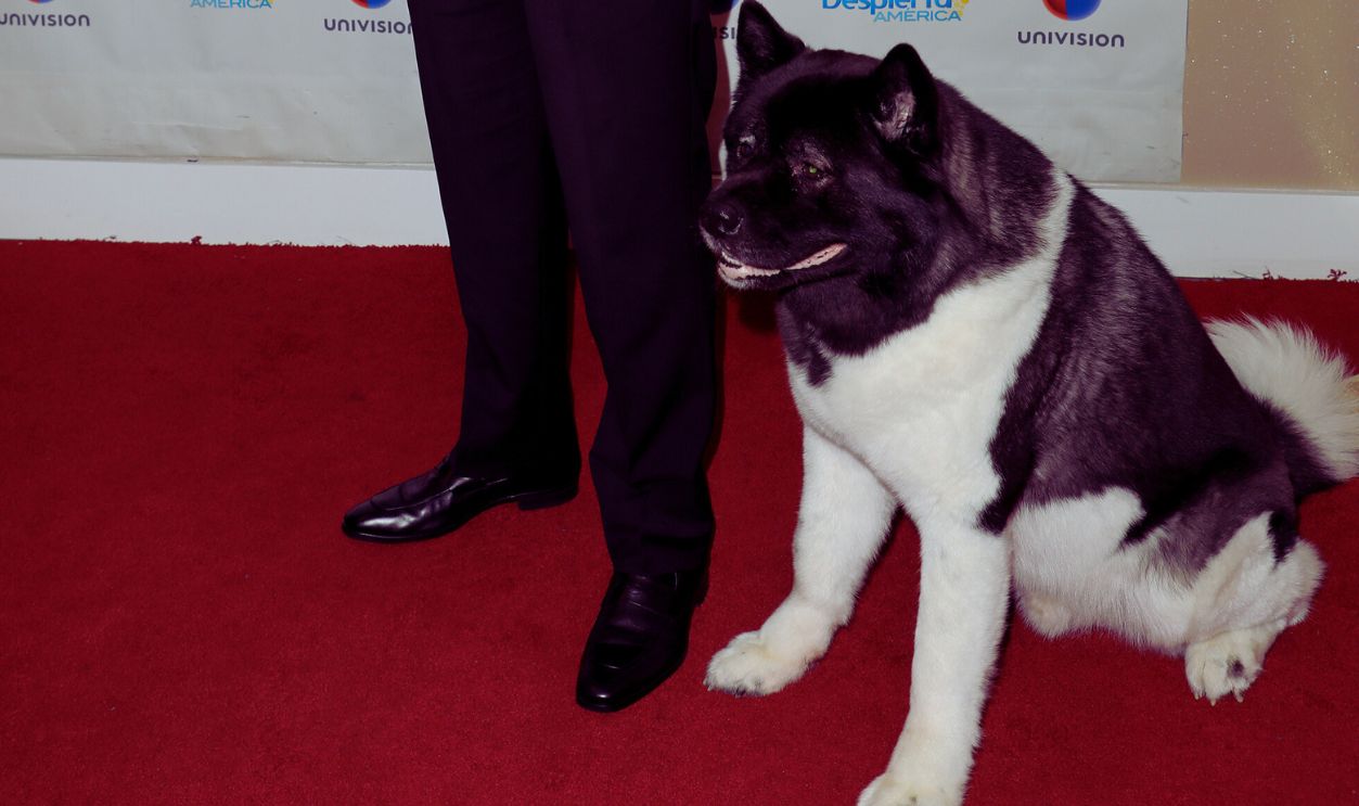 MIAMI, FL - JULY 27: Henry Cavill and his dog Kal are seen on the set of "Despierta America" at Univision Studios to promote the film "Mission Impossible: Fallout" on July 27, 2018 in Miami, Florida. (Photo by Alexander Tamargo/Getty Images)