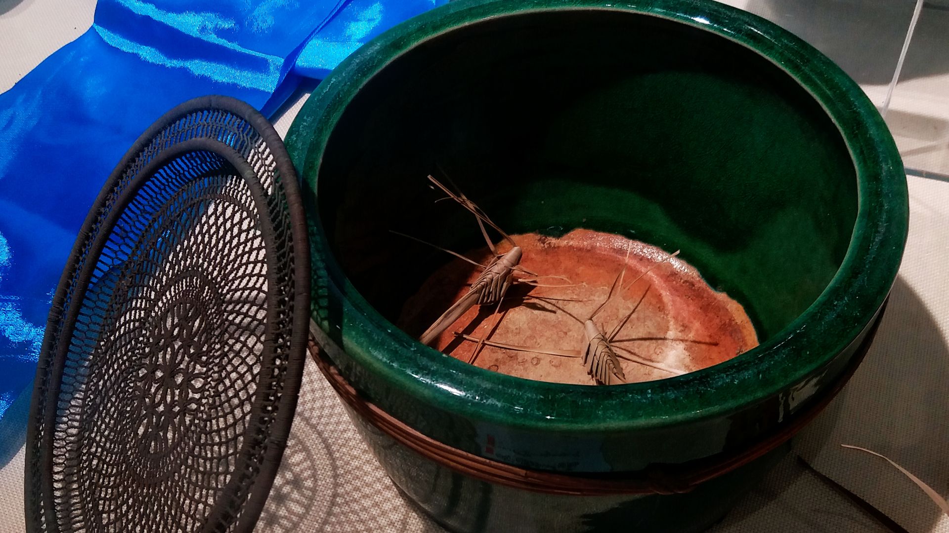 File:Cricket fighting - container of crickets.jpg