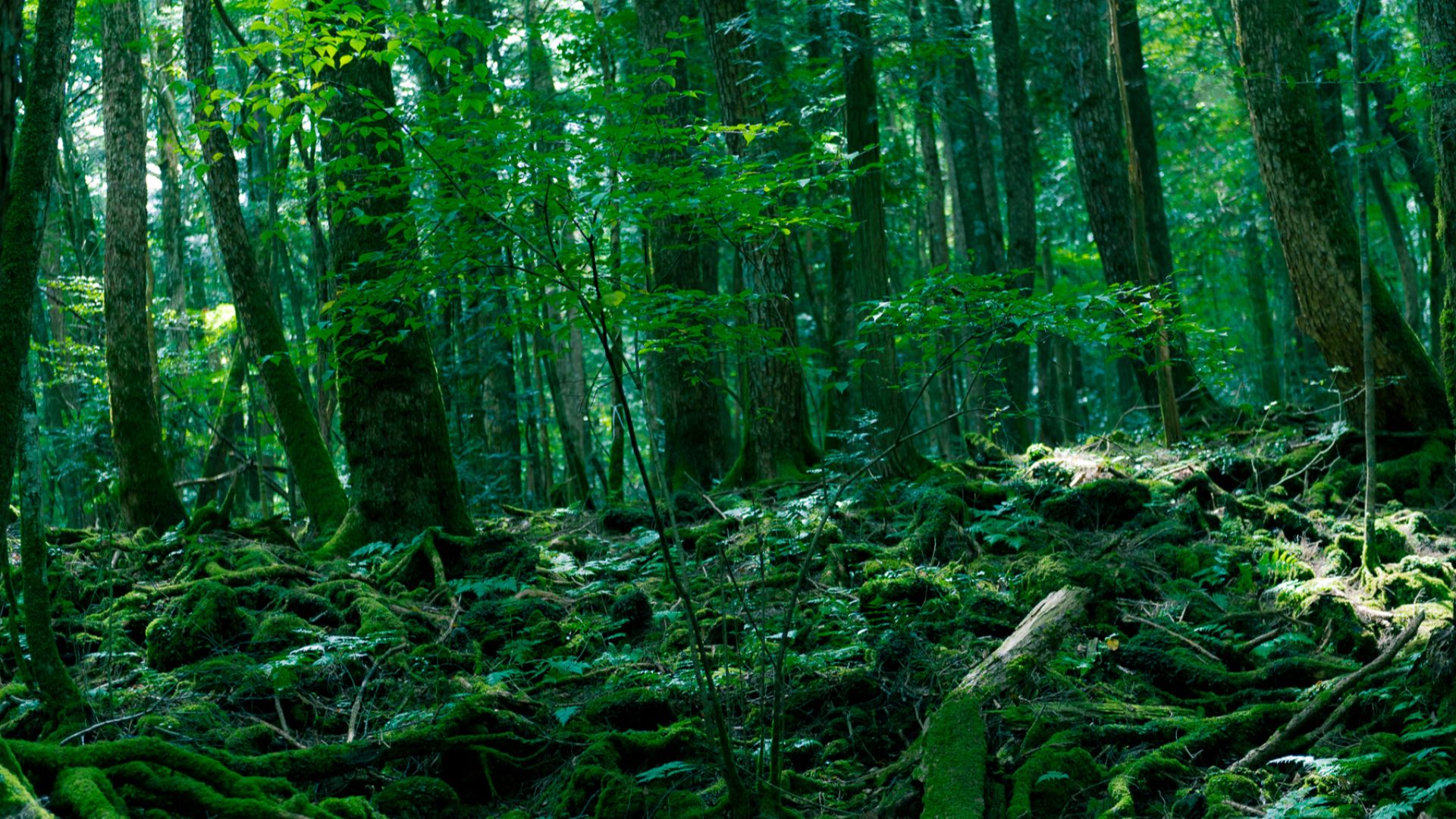 File:Aokigahara Forest.jpg