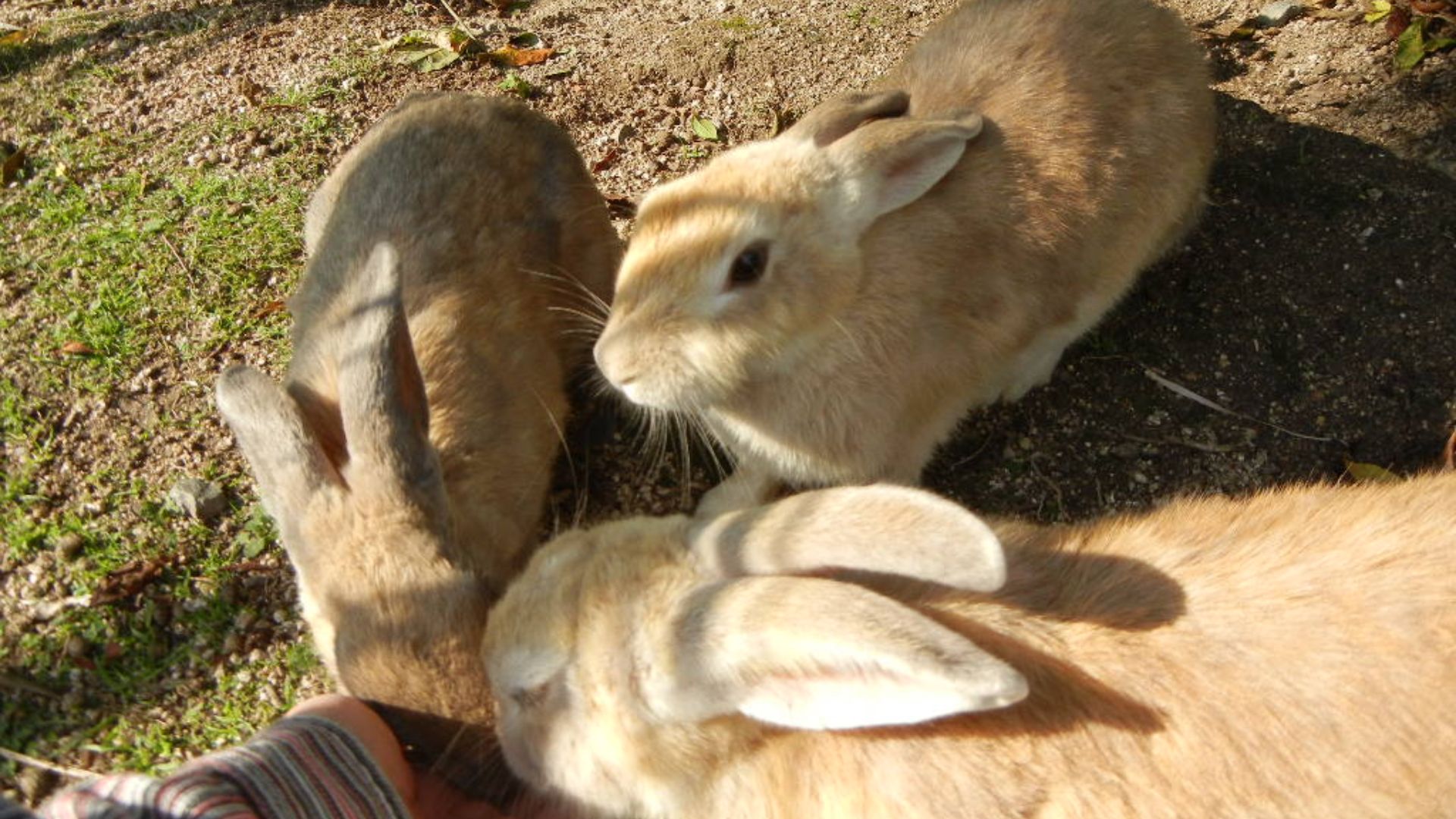 File:Okunojima-rabbit.JPG