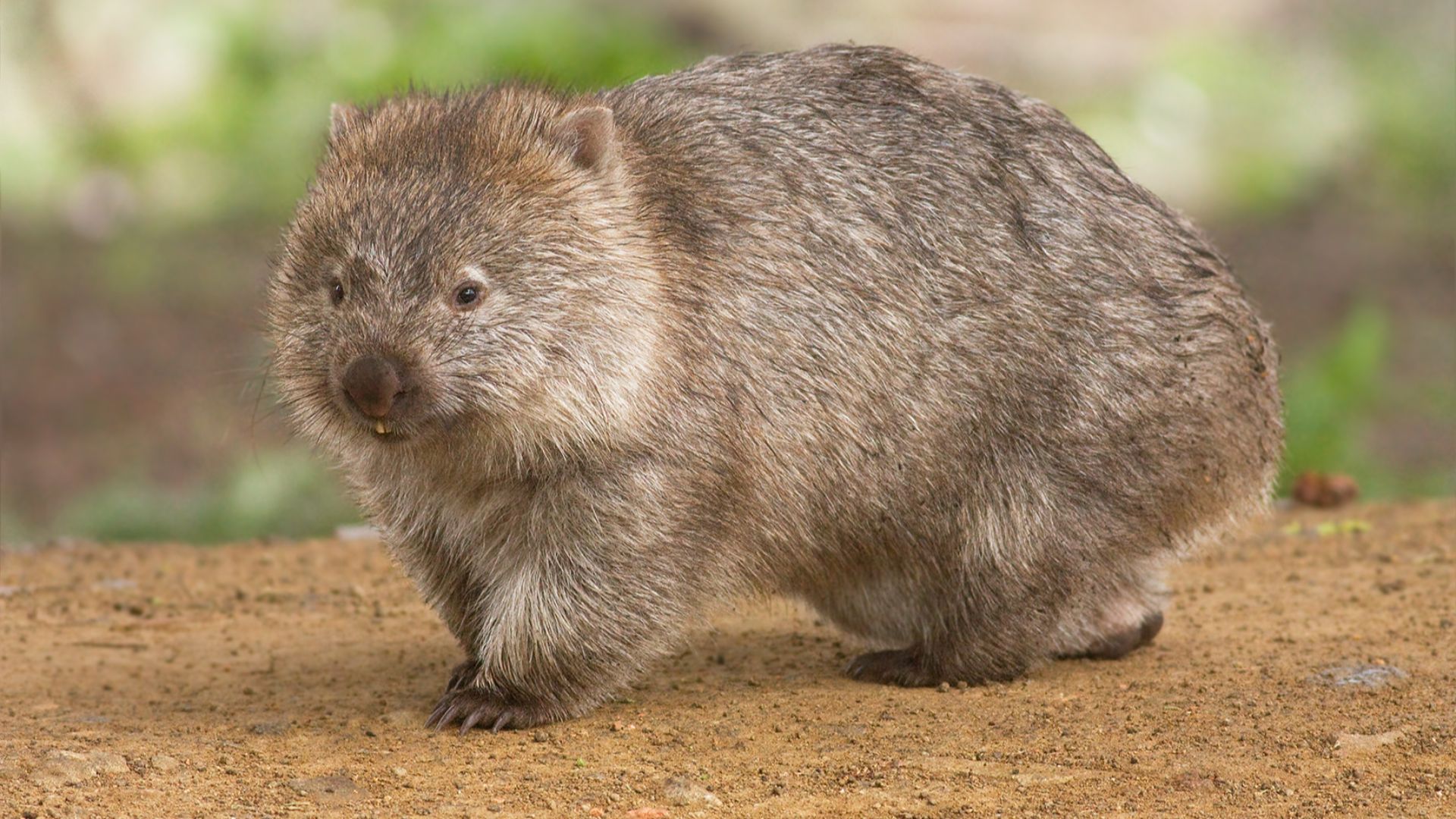 File:Vombatus ursinus -Maria Island National Park.jpg