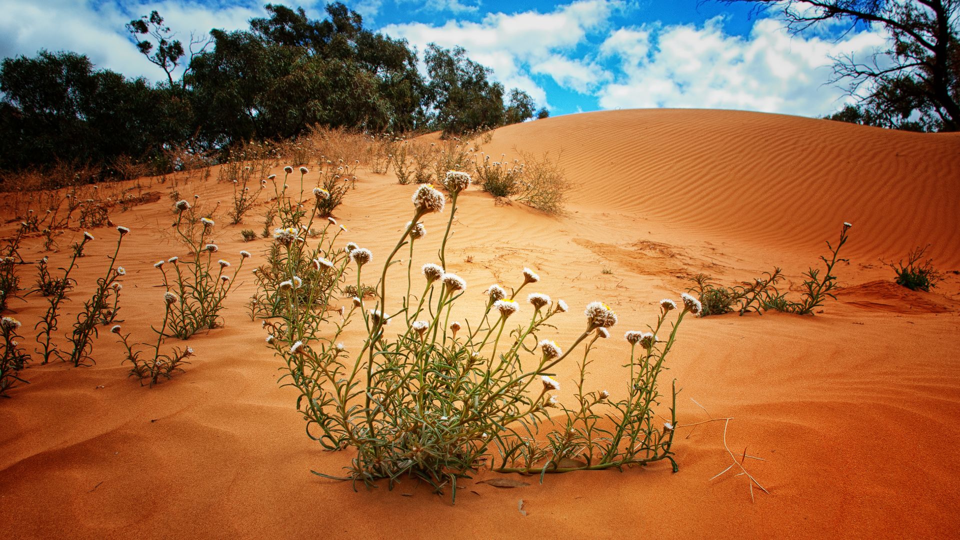 File:Outback near Mildura (7820938684).jpg
