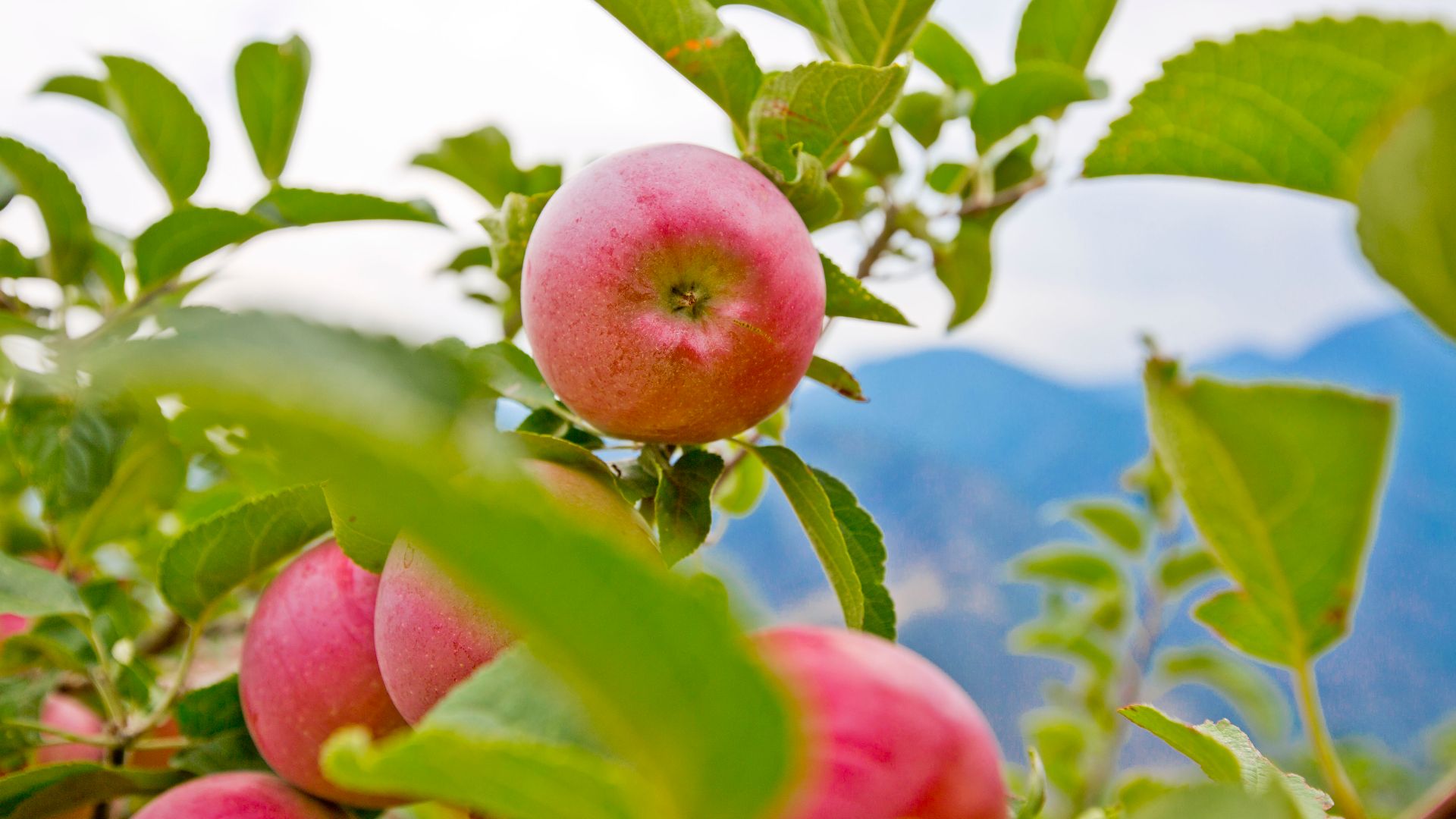 File:Apple Tree (44537994552).jpg