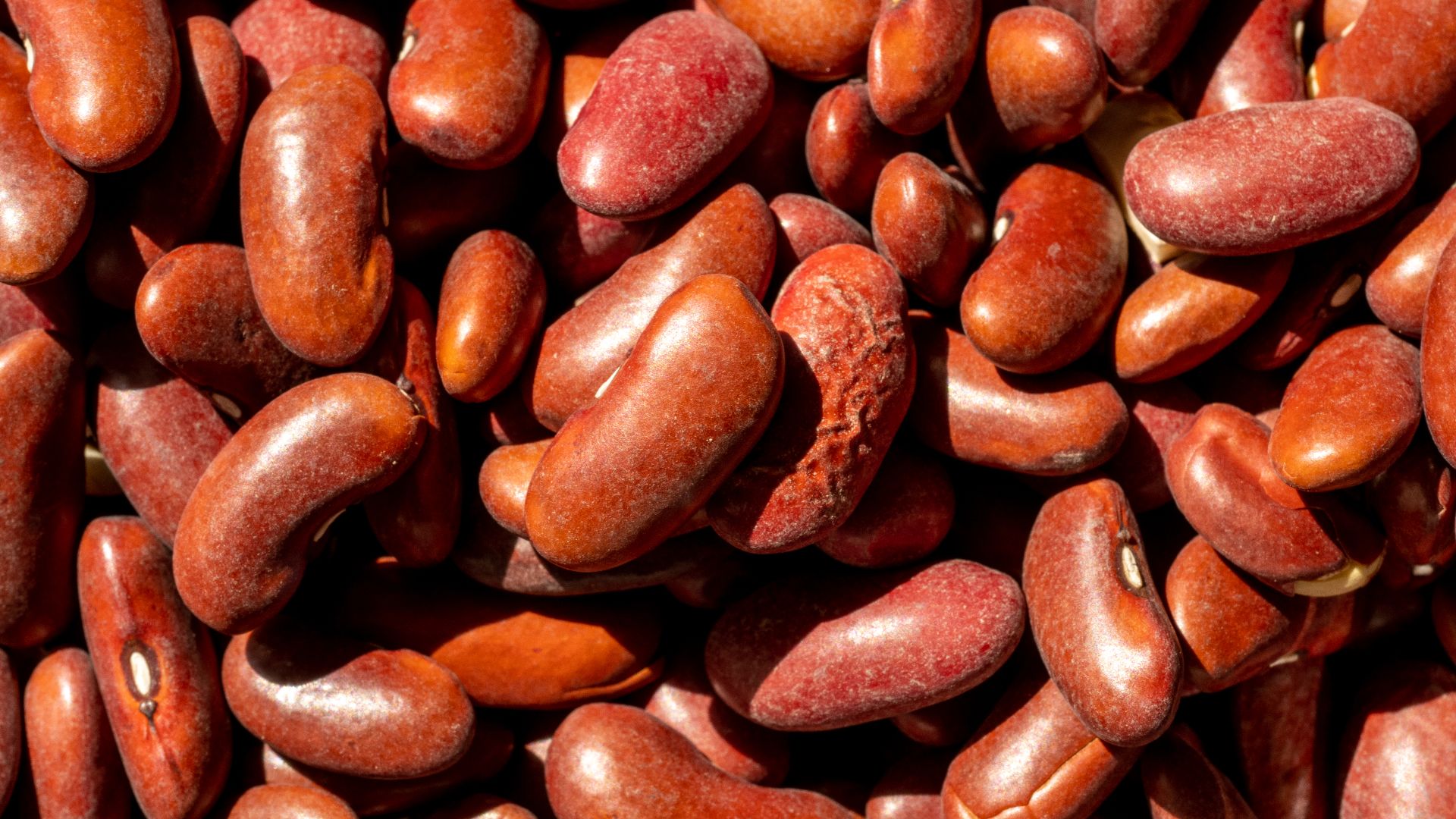 File:Red Kidney Beans (49684142646).jpg