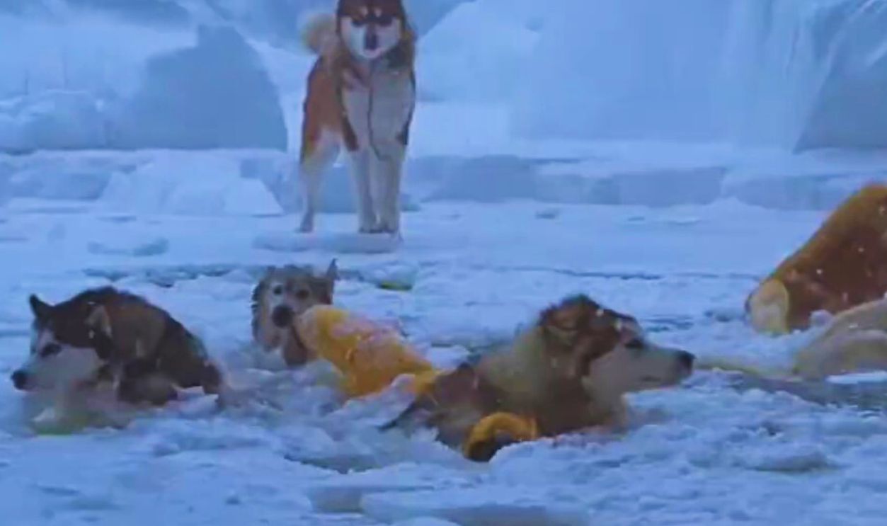 Eight Below (2006)