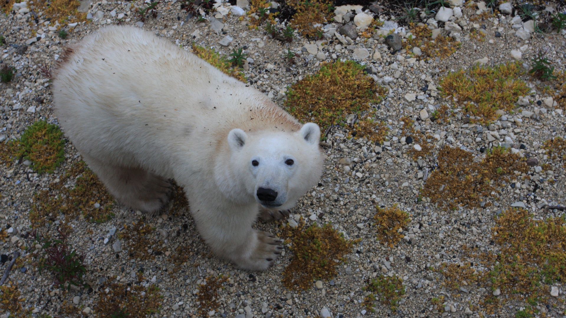File:Polar Bear - Churchill, Manitoba (26427247447).jpg