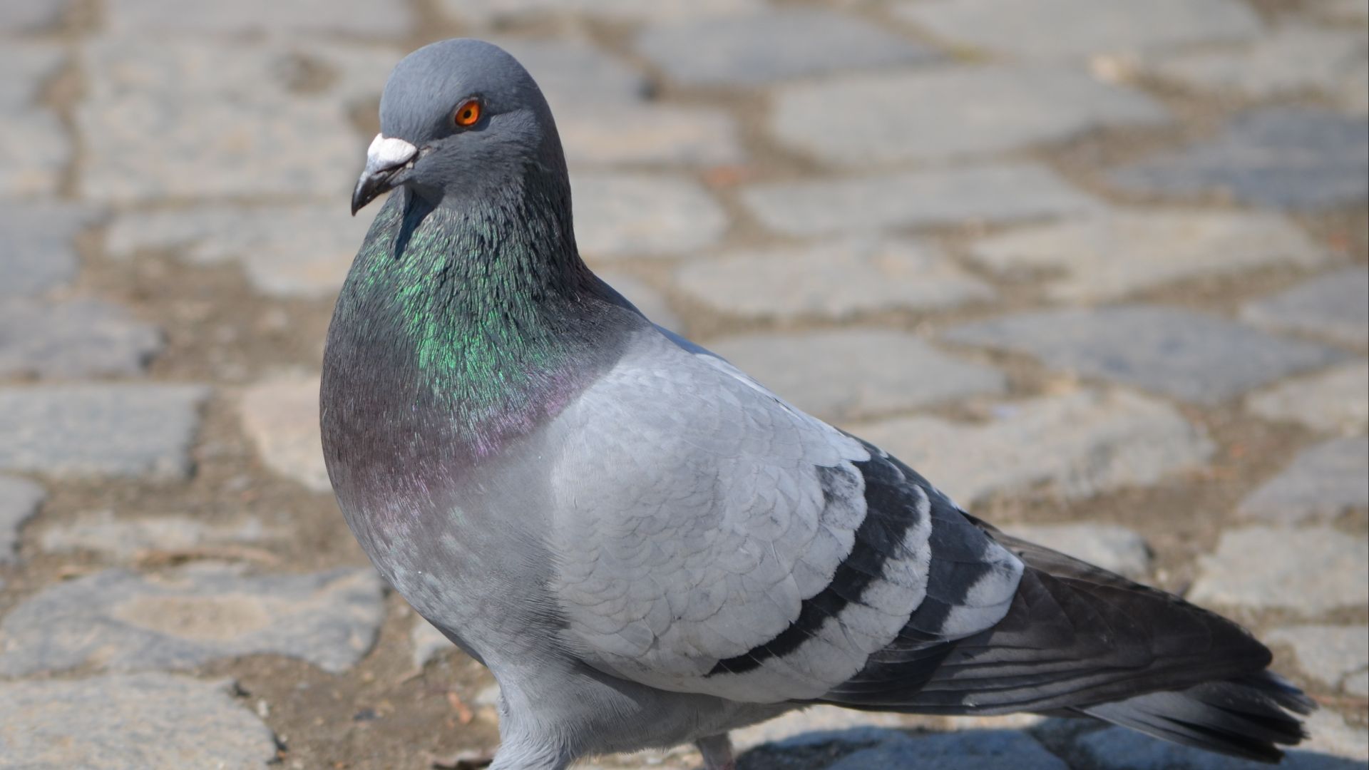 File:Rock Pigeon (Columba livia) in Iași.JPG