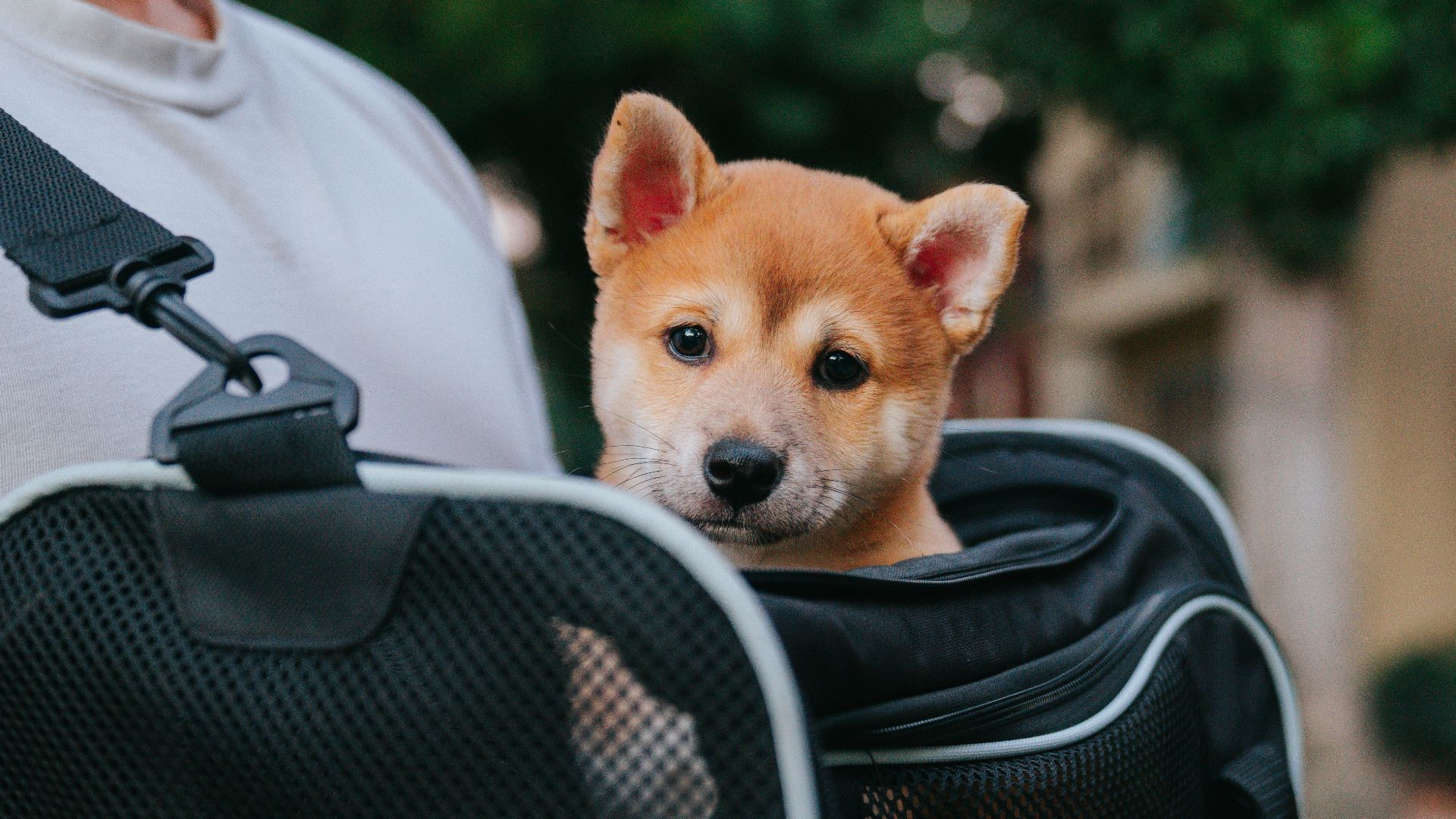 a small dog in a bag