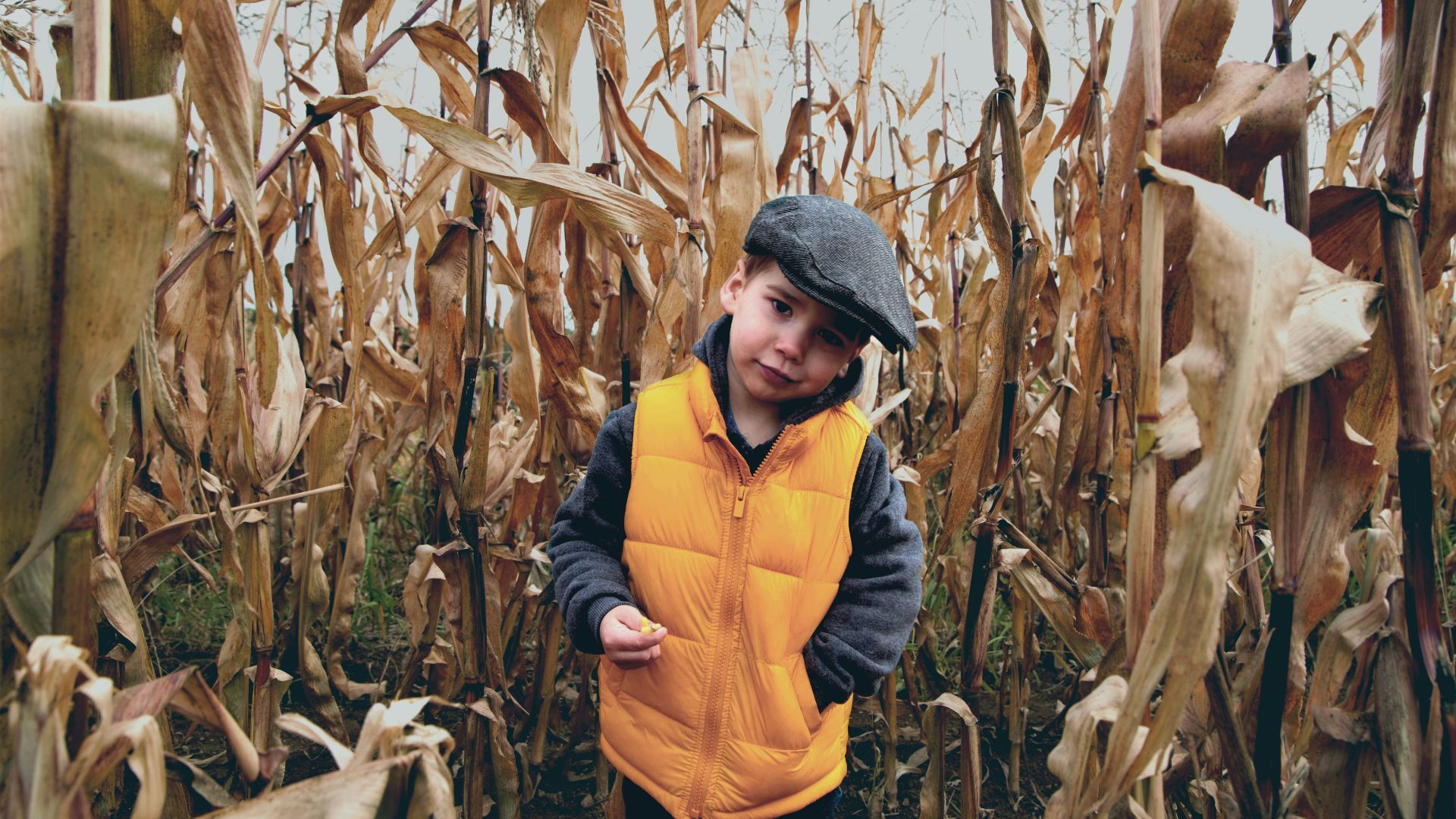 boy in yellow and gray jacket standing in corn field during daytime
