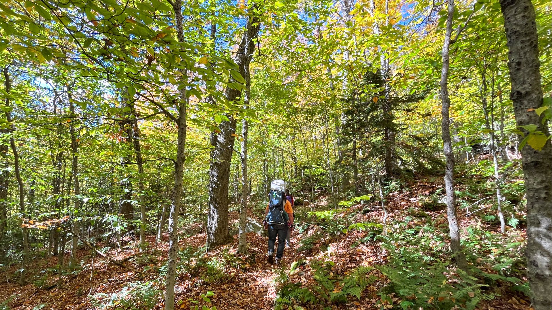 File:Appalachian National Scenic Trail (Vermont) (04d564e3-b8d5-4940-9fa3-a063b7234a83).jpg