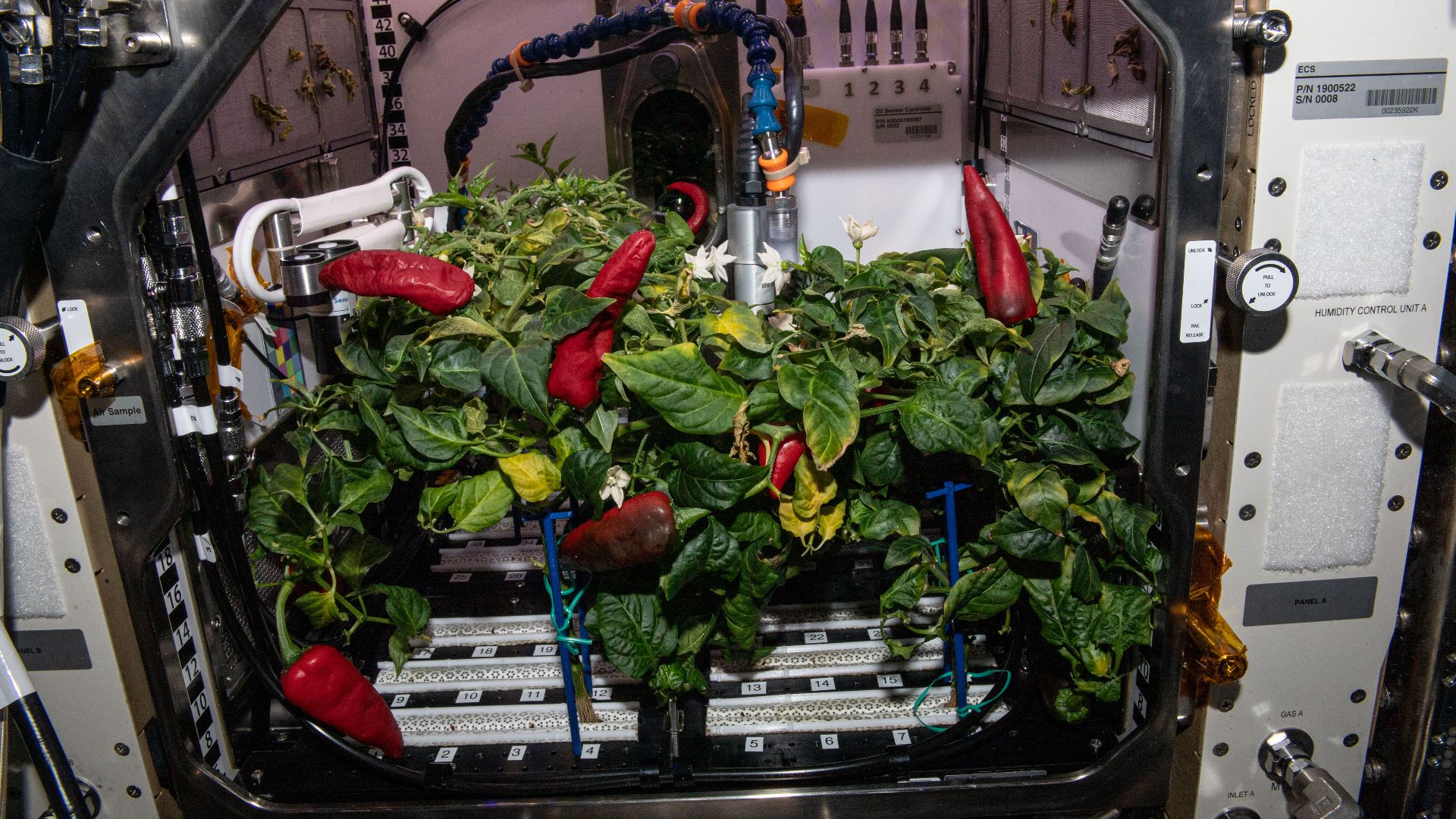 File:Fresh chile peppers grown on the International Space Station (ISS066-E-083265).jpg