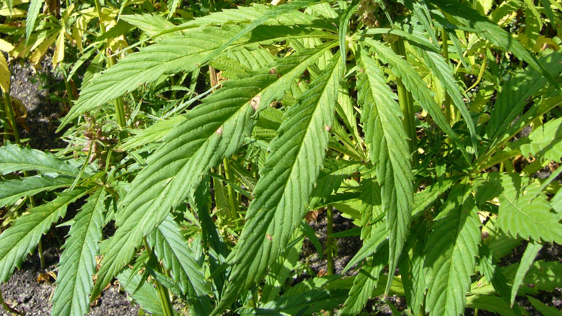 File:Hemp plants-cannabis sativa-single 3.JPG
