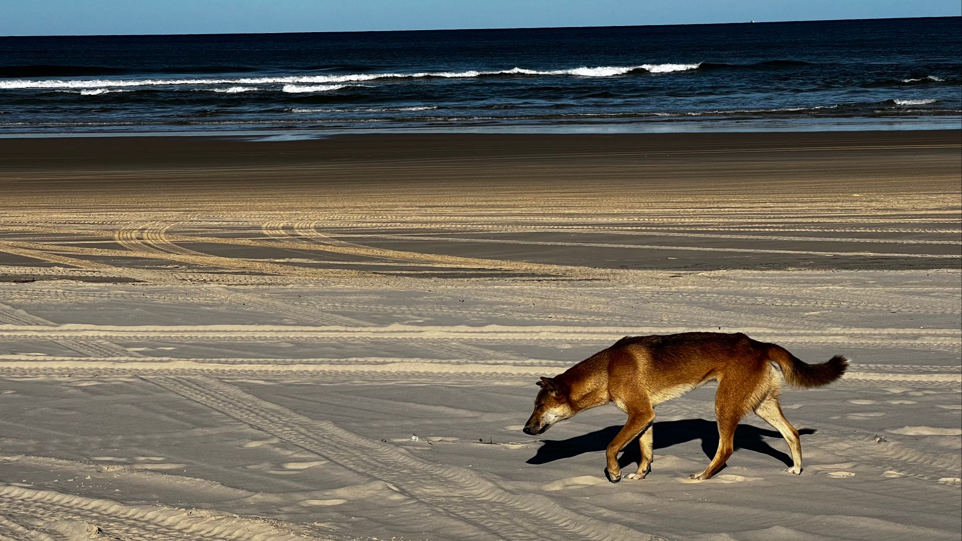 File:Fraser island dingo.jpg