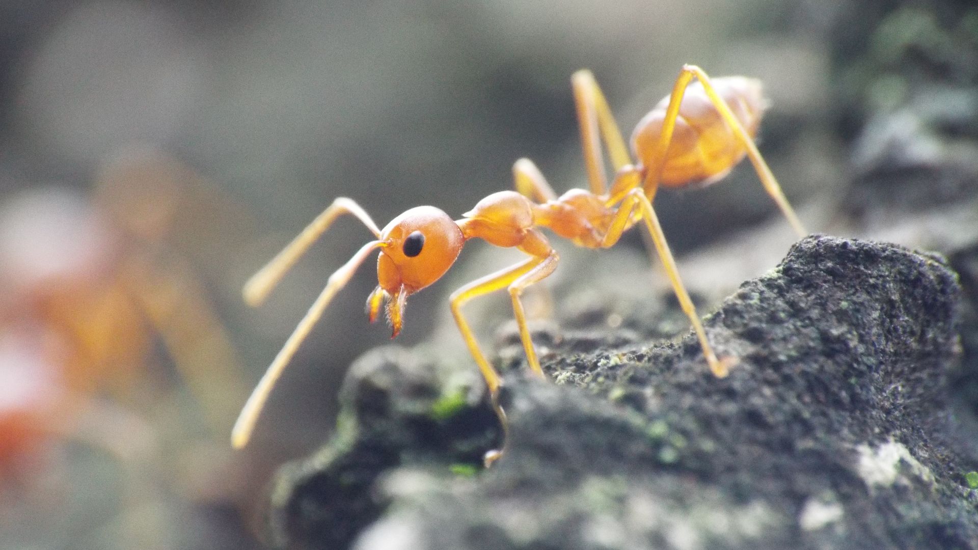 File:An insect called ant.jpg