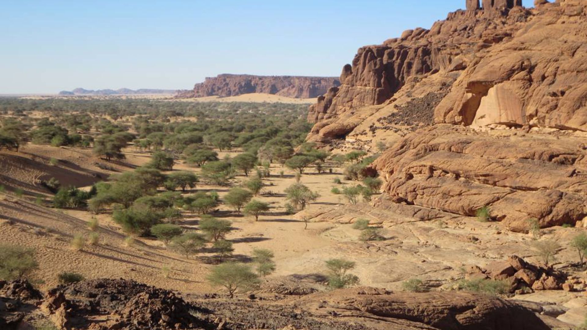 File:Acacia Trees (24227057806).jpg