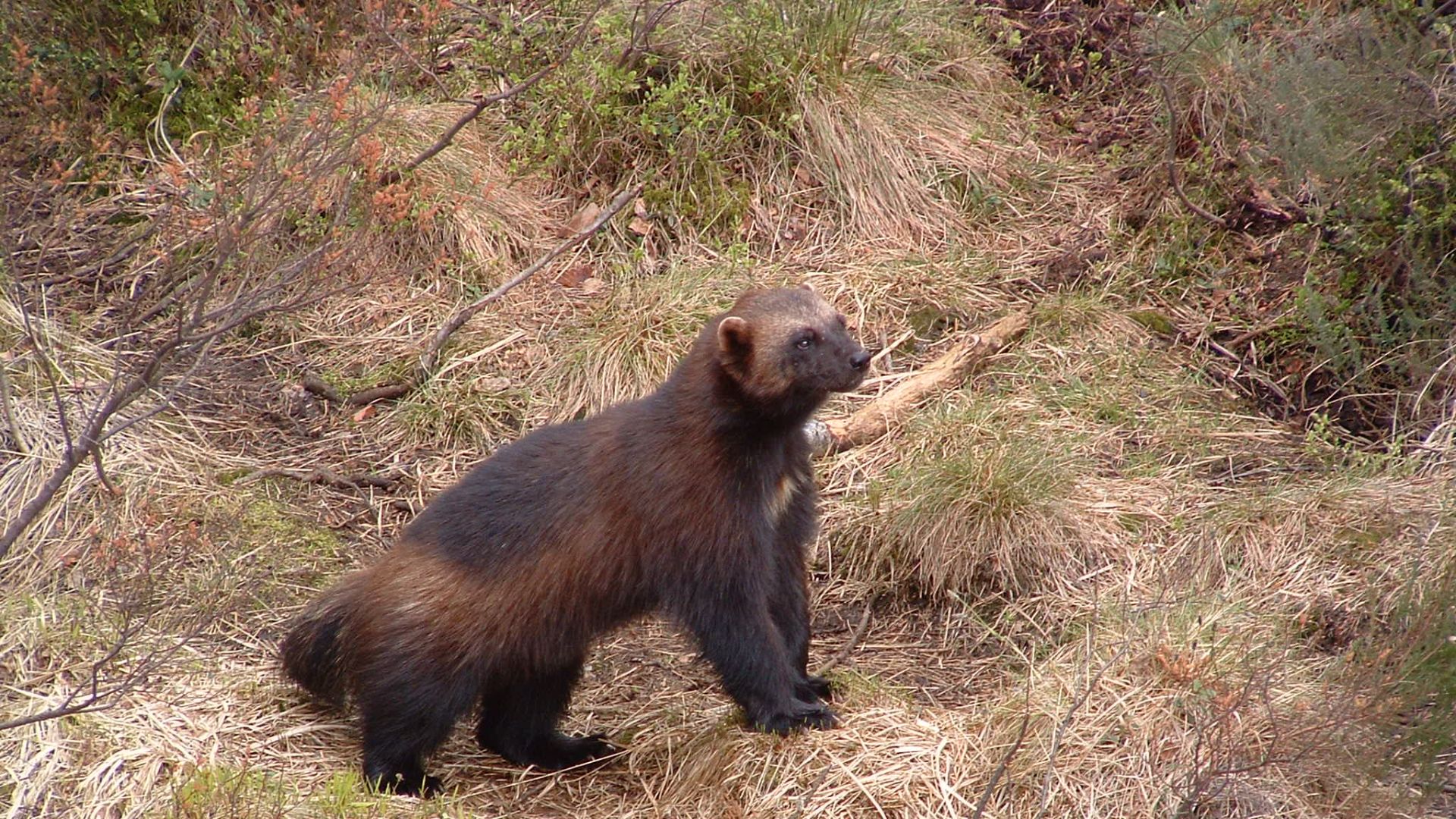 File:Wolverine, Kristiansand Zoo.jpg