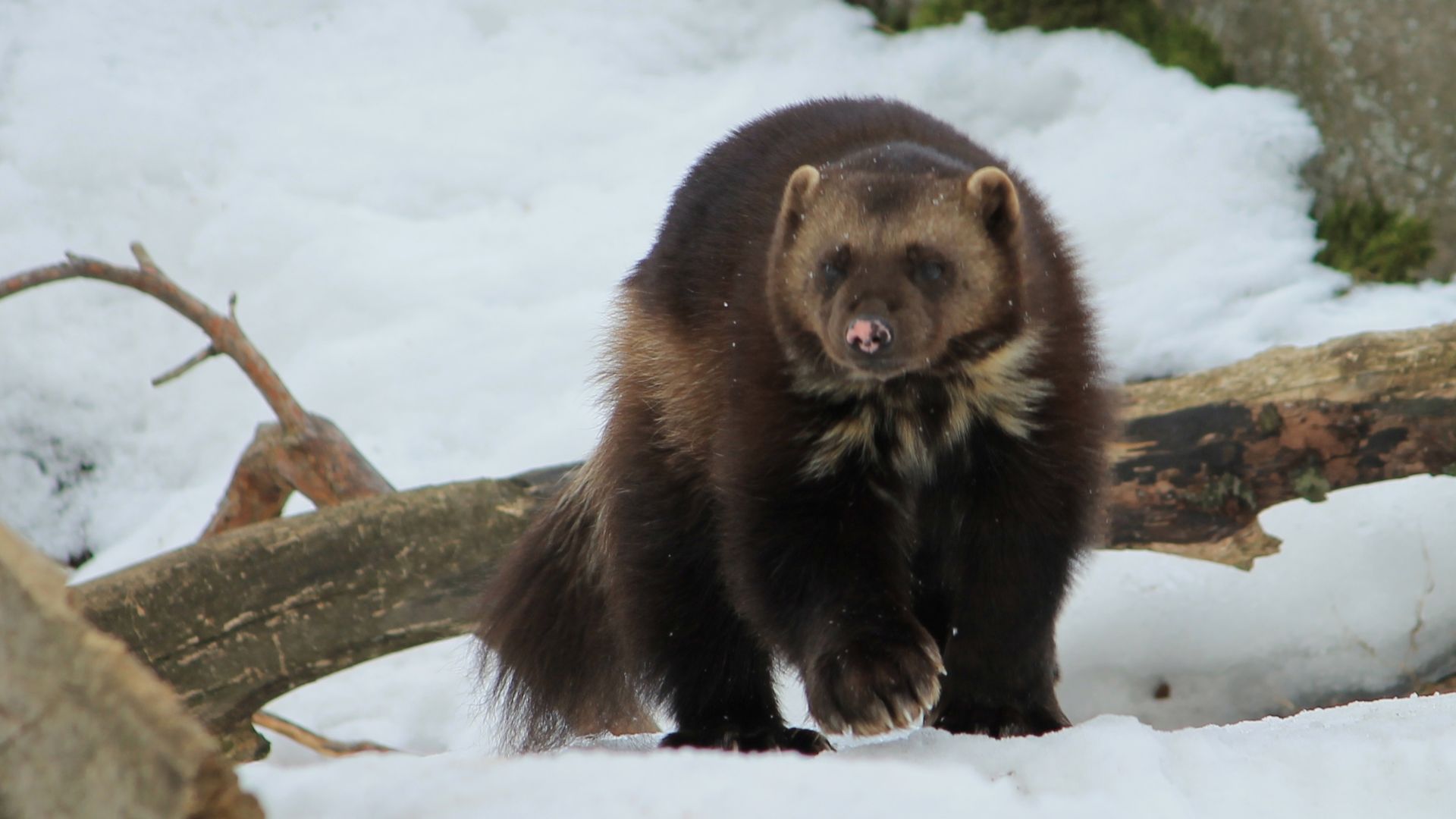 File:Wolverine (Gulo gulo), Korkeasaari.JPG