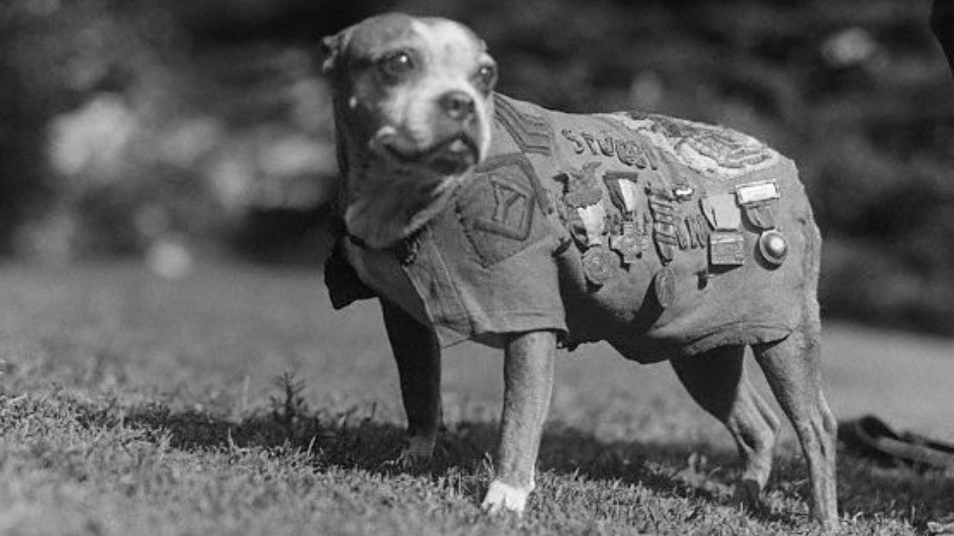 File:Sergeant Stubby.jpg