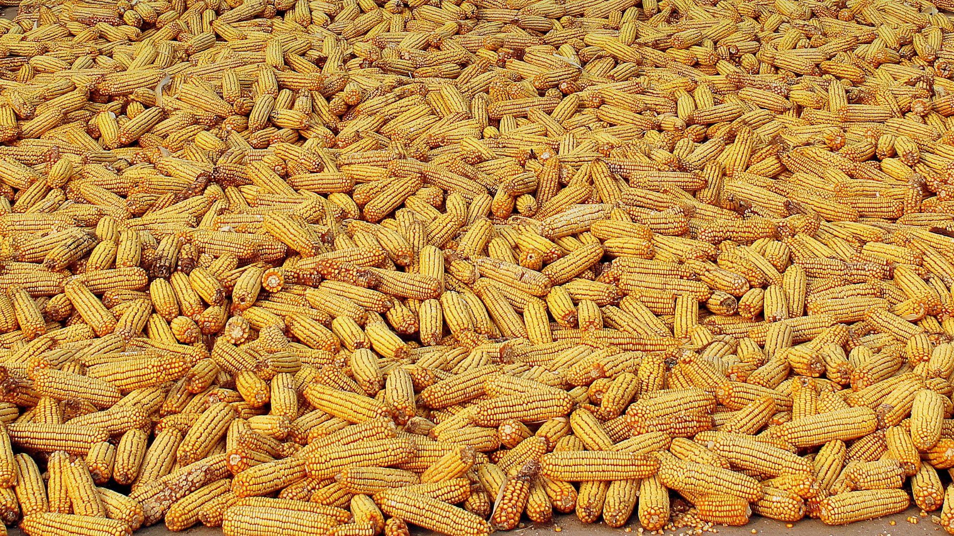 File:Corn on the cob on a roadway in Beijing, China, October 2012.jpg